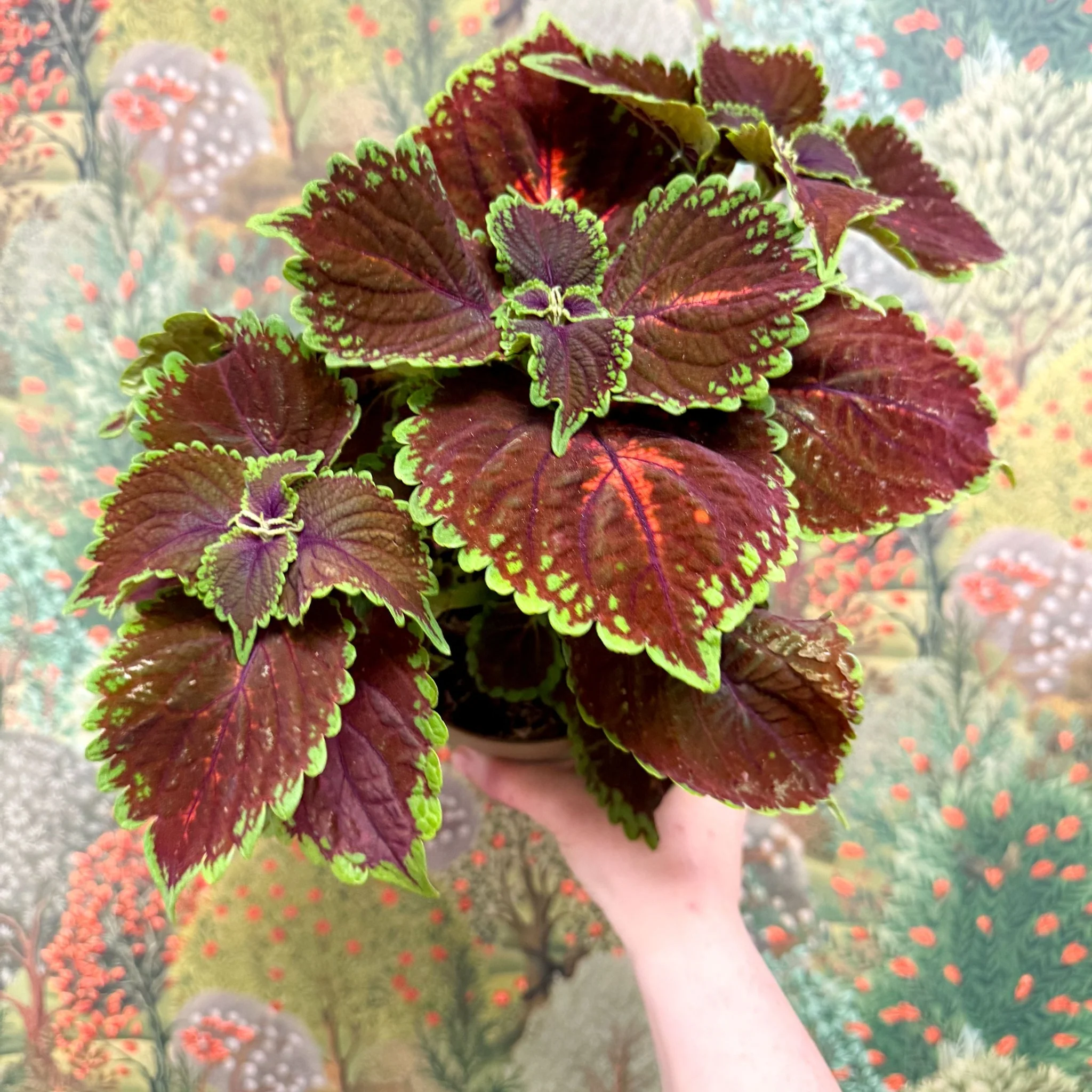 Coleus ‘Urban Mix’ – Burgundy with Lime Edge Painted Nettle - Image 6