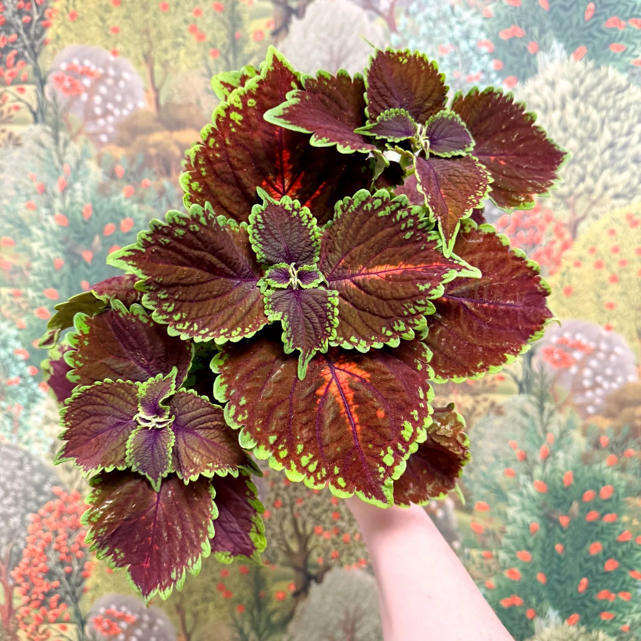 Coleus ‘Urban Mix’ – Burgundy with Lime Edge Painted Nettle - Image 7