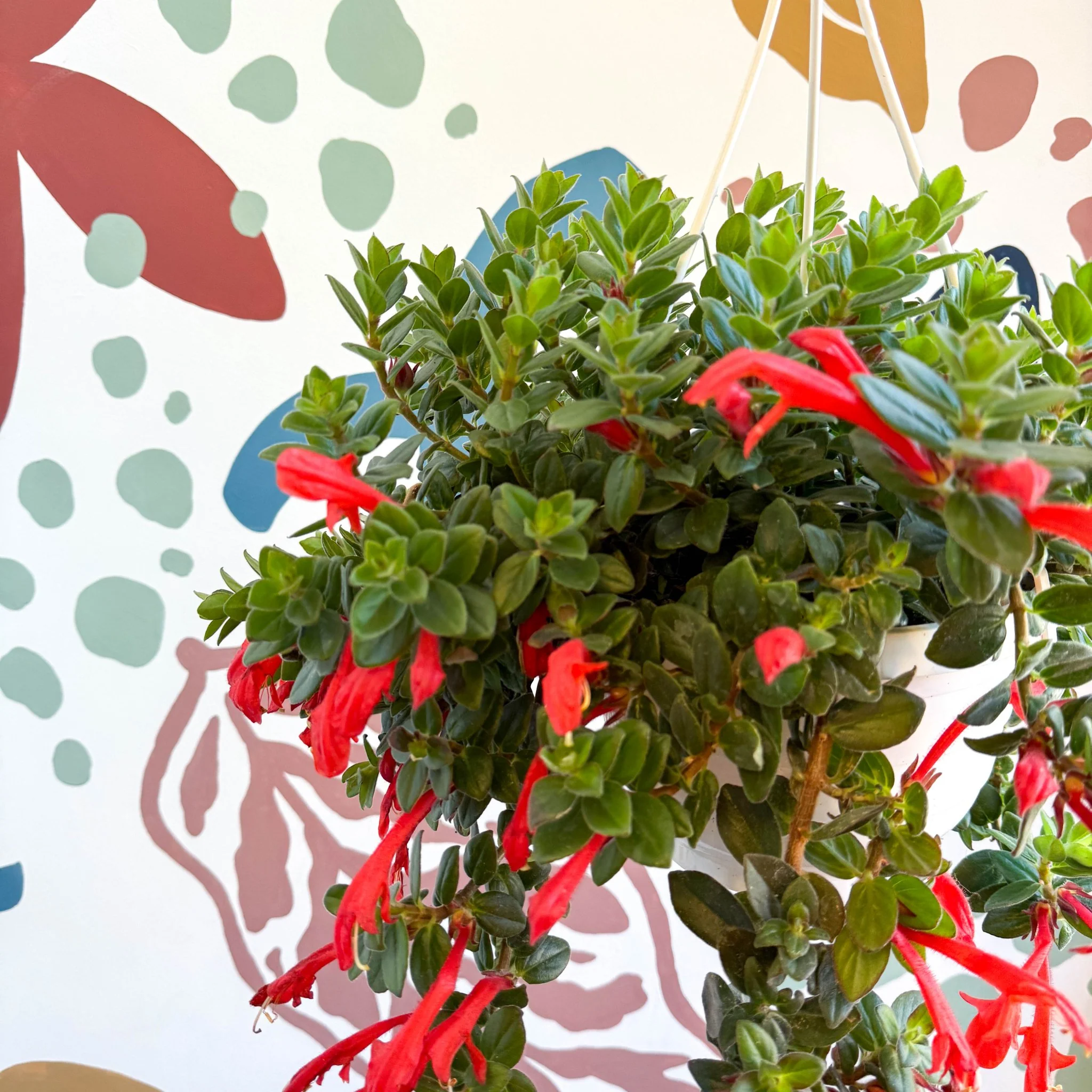 Columnea ‘Krakatau’ – Goldfish Plant - Image 2