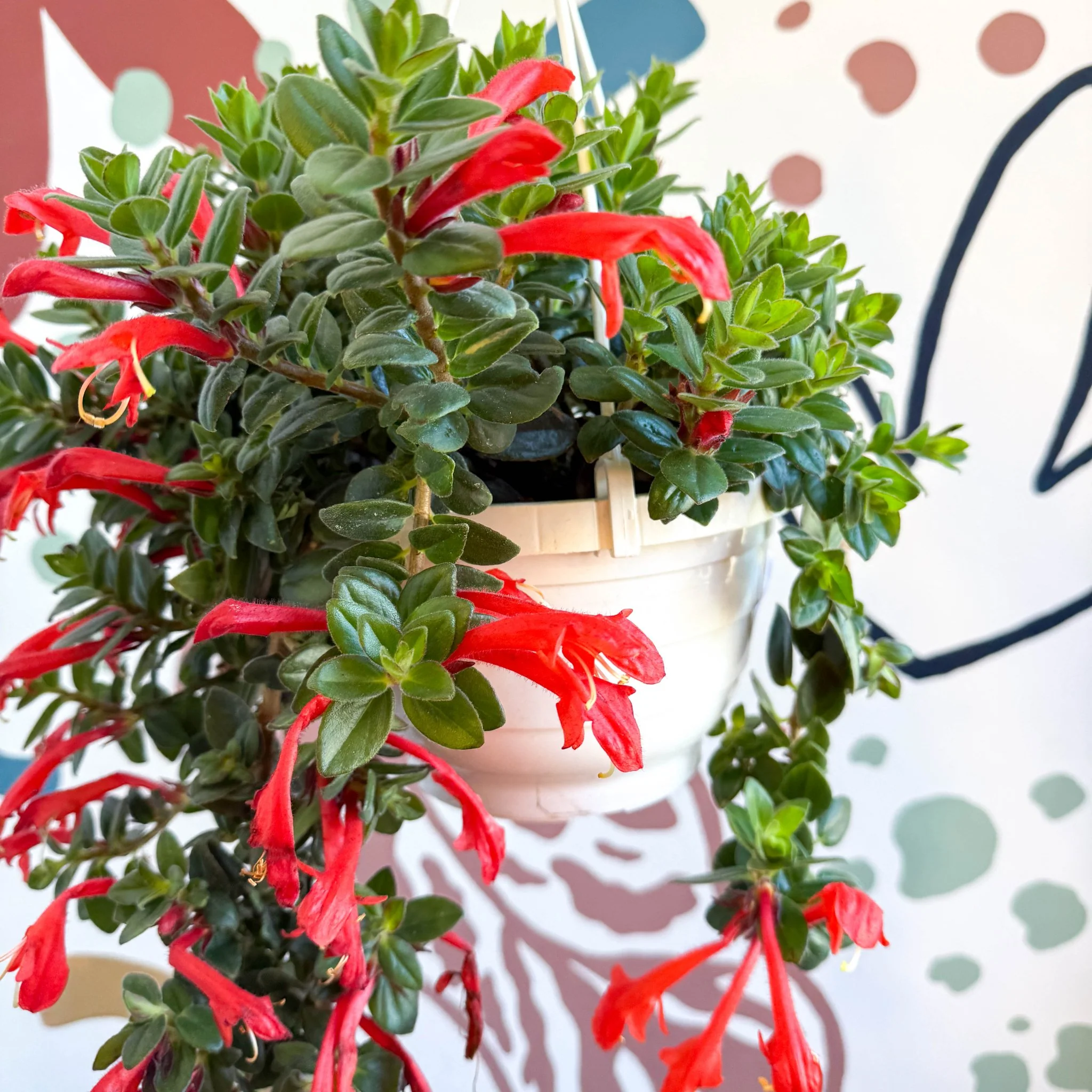 Columnea ‘Krakatau’ – Goldfish Plant - Image 3