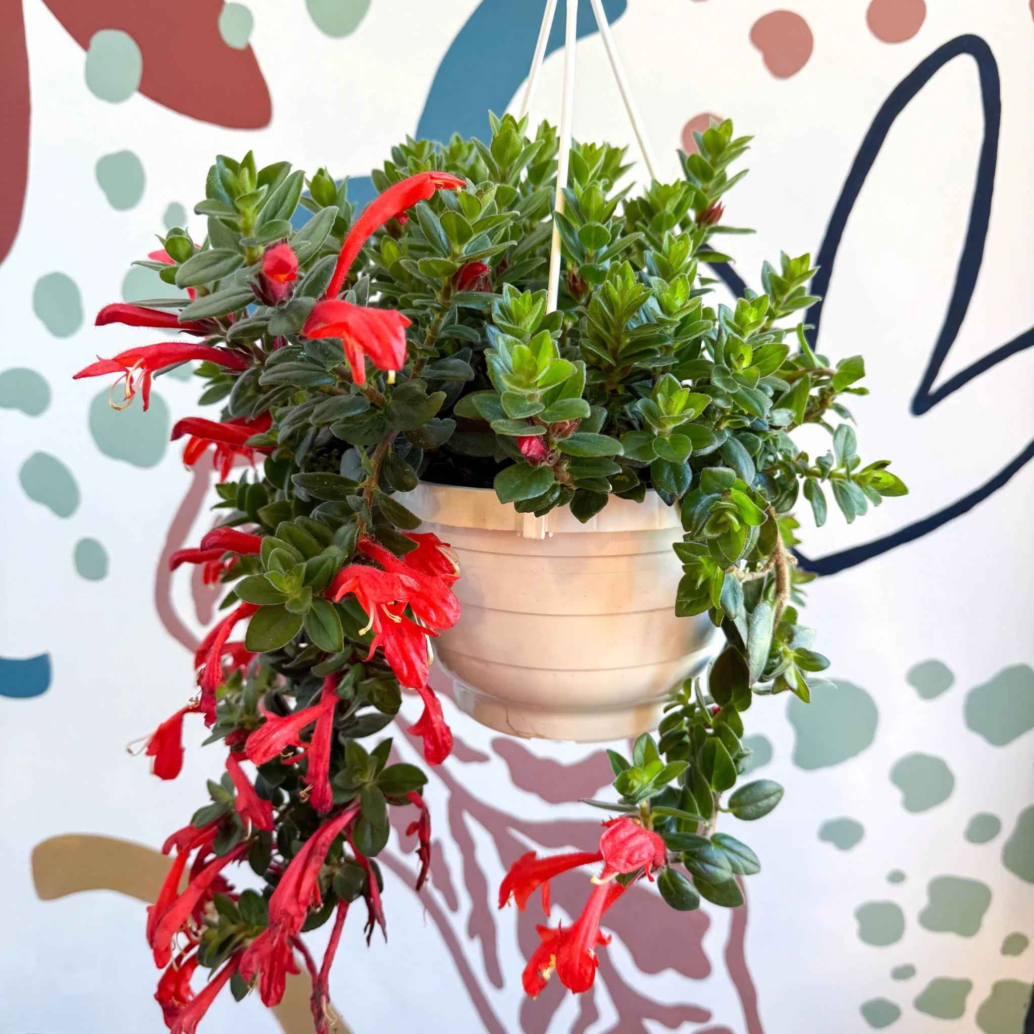 Columnea ‘Krakatau’ – Goldfish Plant - Image 5