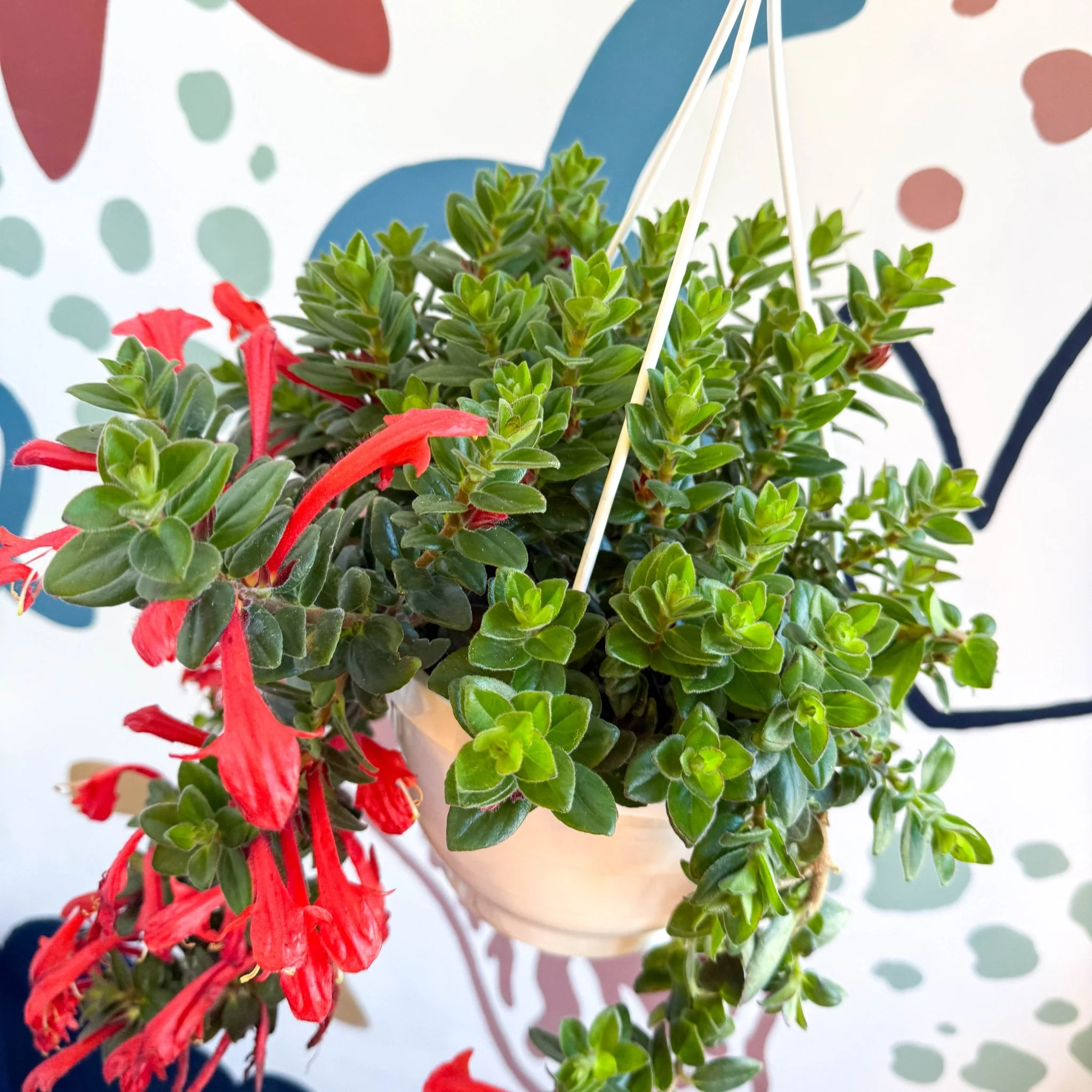 Columnea ‘Krakatau’ – Goldfish Plant - Image 6