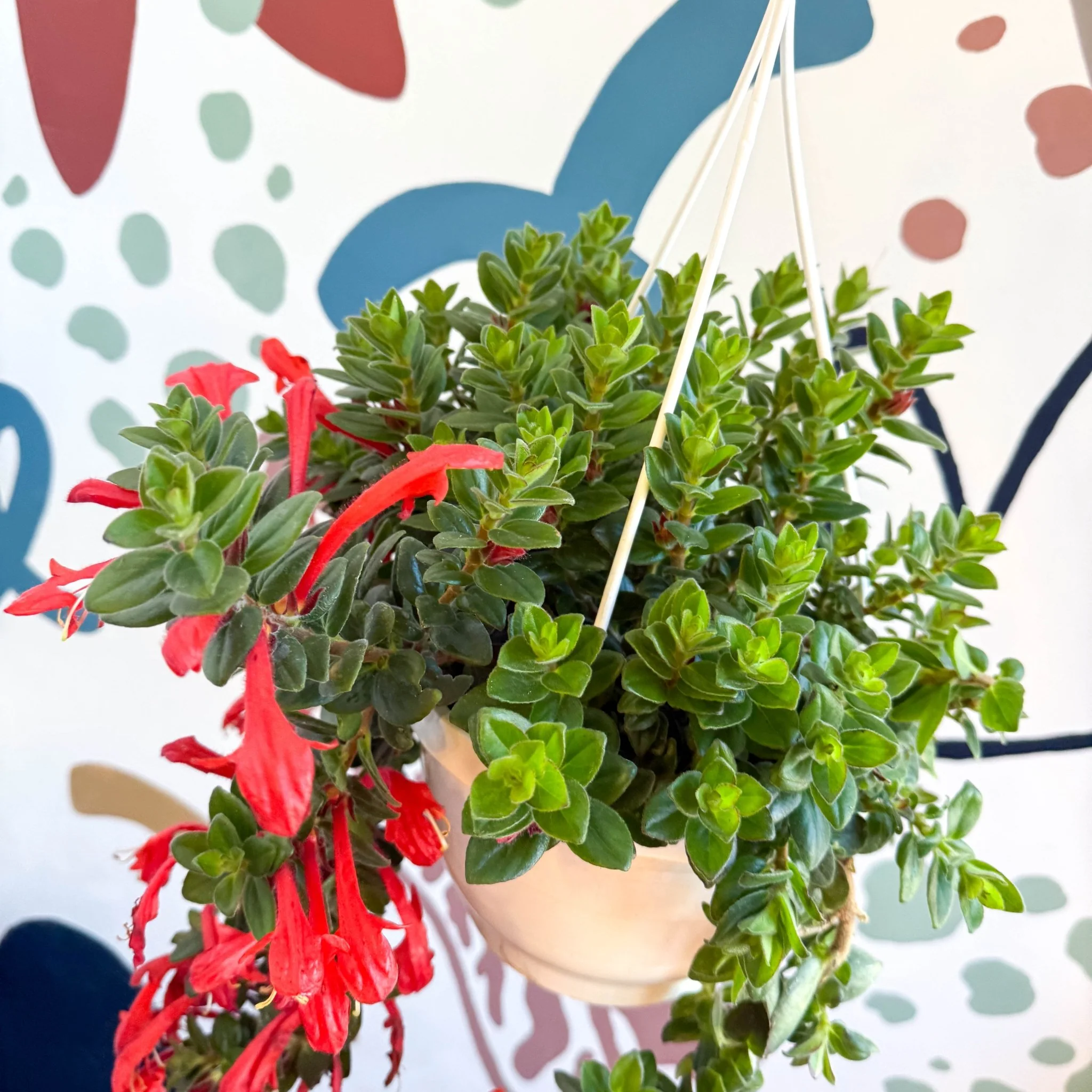 Columnea ‘Krakatau’ – Goldfish Plant - Image 7