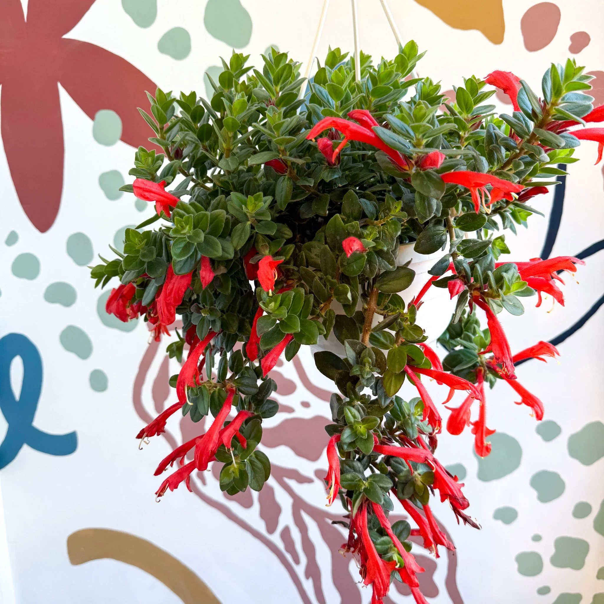 Columnea ‘Krakatau’ – Goldfish Plant - Image 8