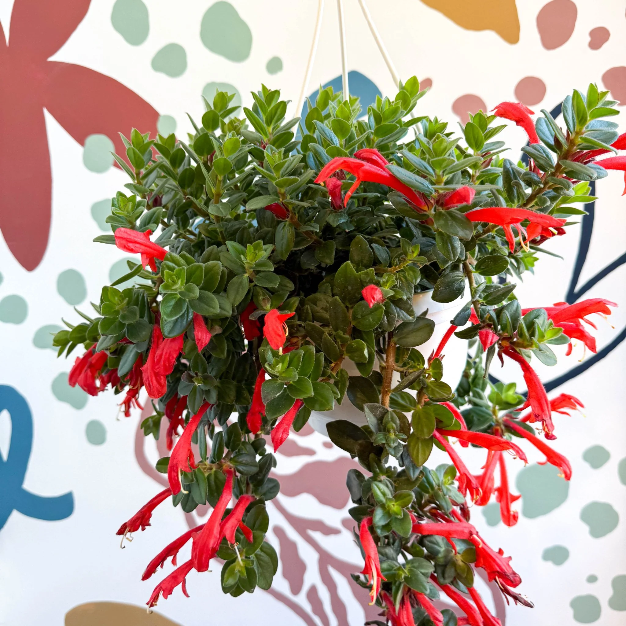 Columnea ‘Krakatau’ – Goldfish Plant - Image 9