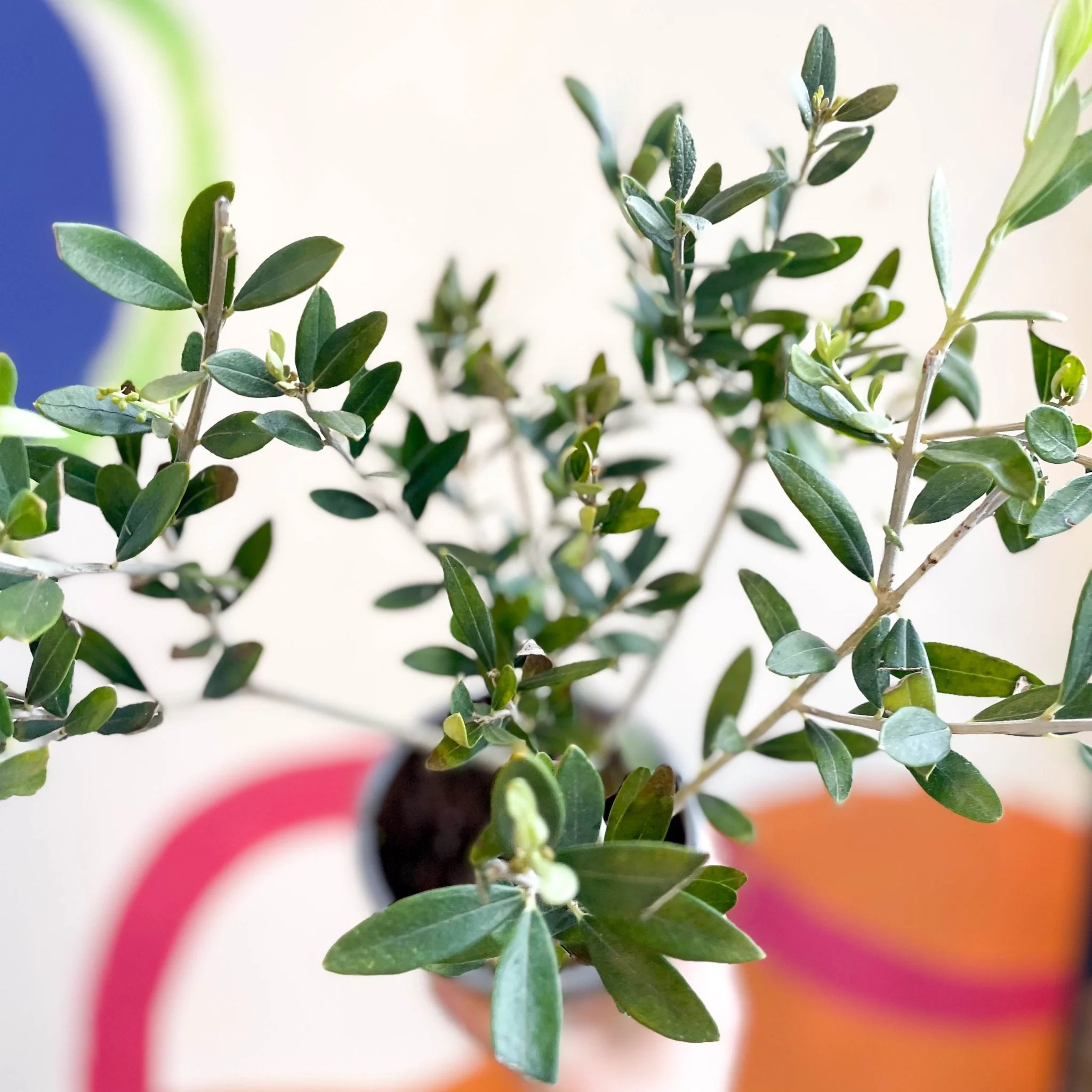 Common Olive - Olea europaea - Image 8