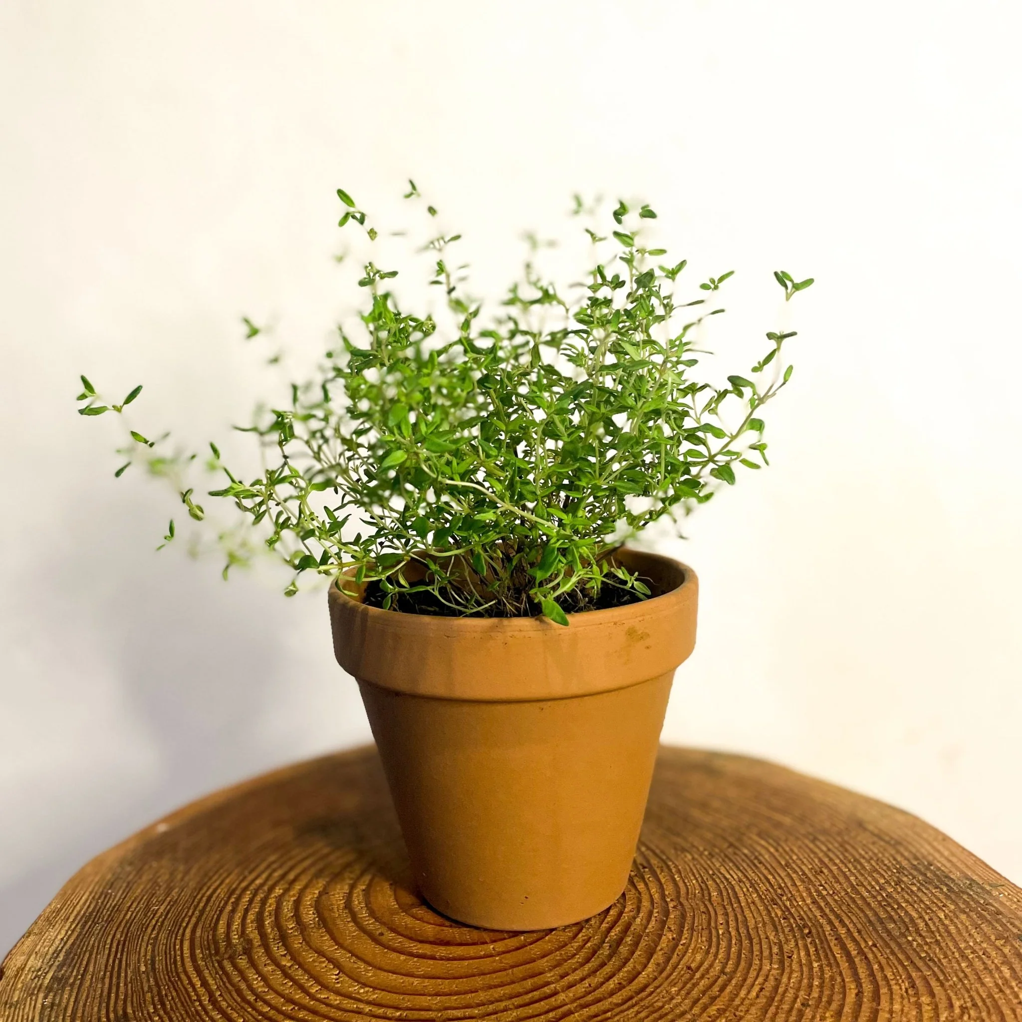 Thymus vulgaris - Common Thyme