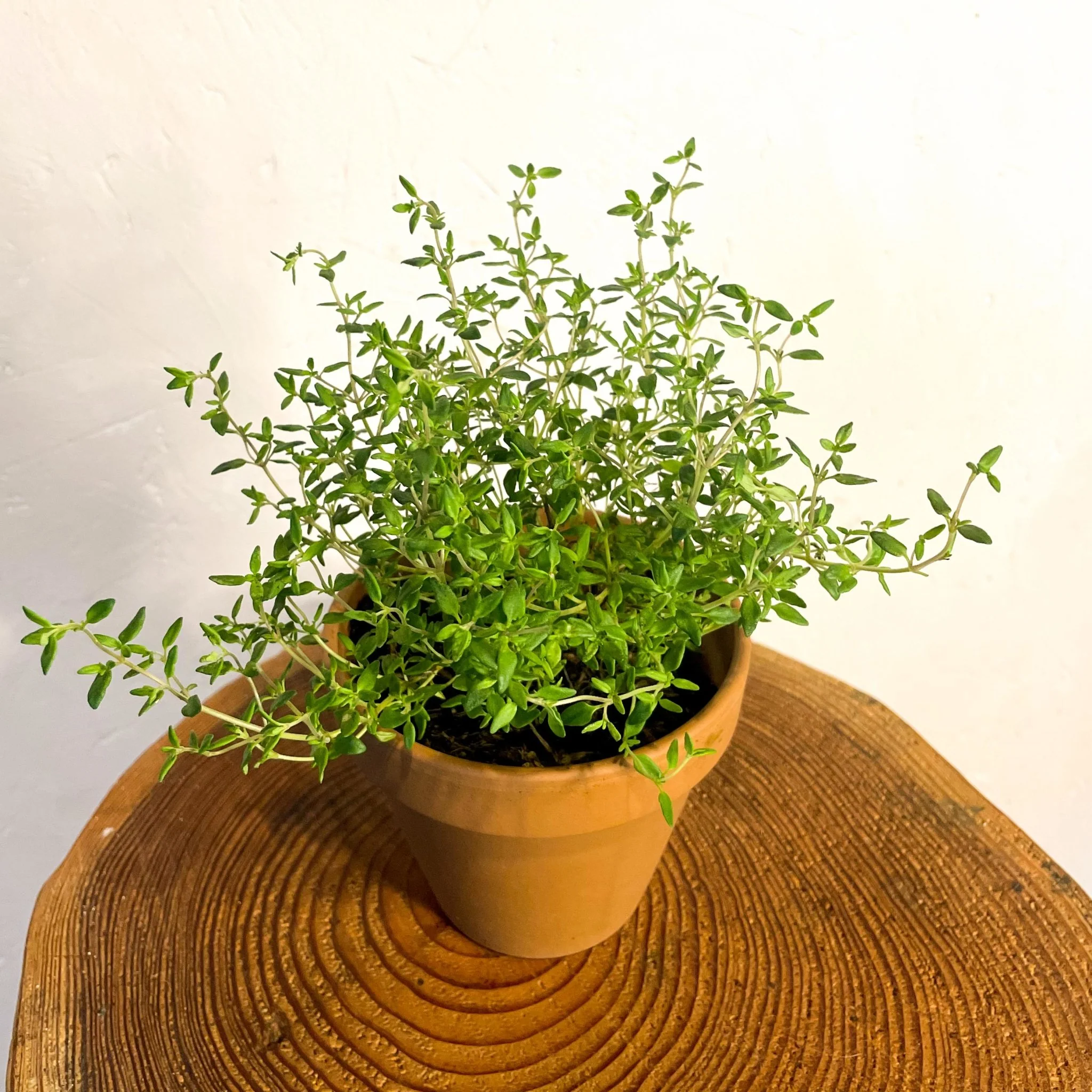 Thymus vulgaris - Common Thyme - Image 2