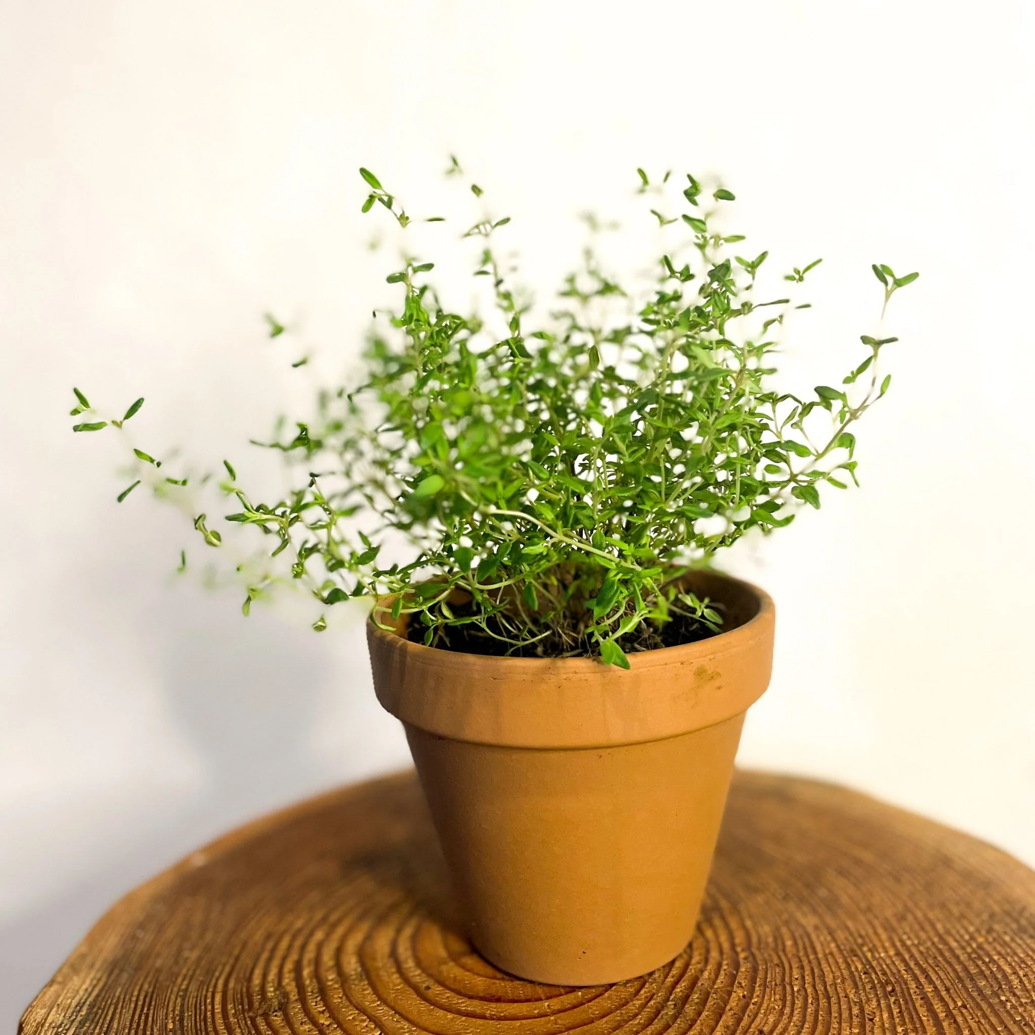 Thymus vulgaris - Common Thyme - Image 3