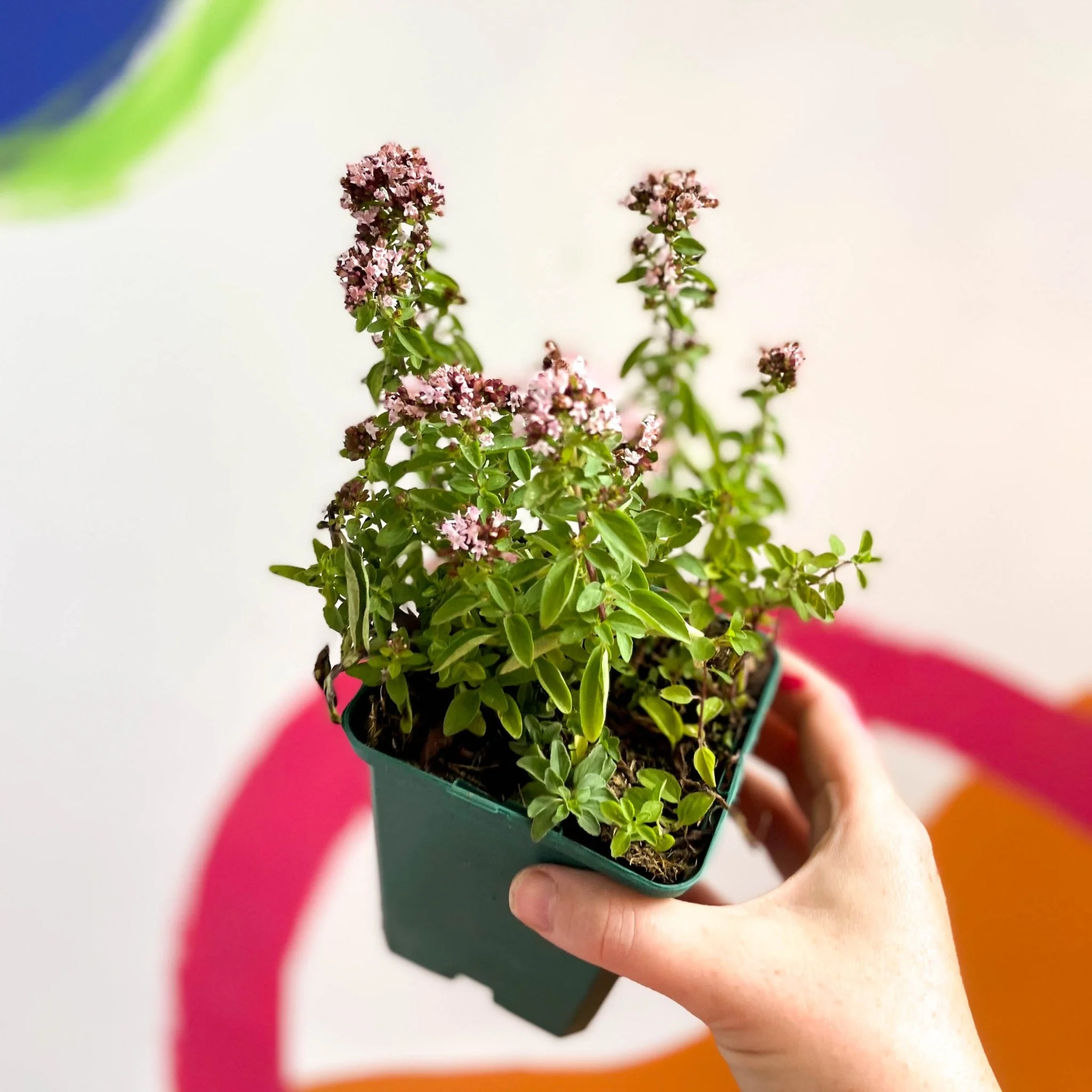 Compact Marjoram - Origanum vulgare compactum - Cotswolds Grown Culinary Herbs