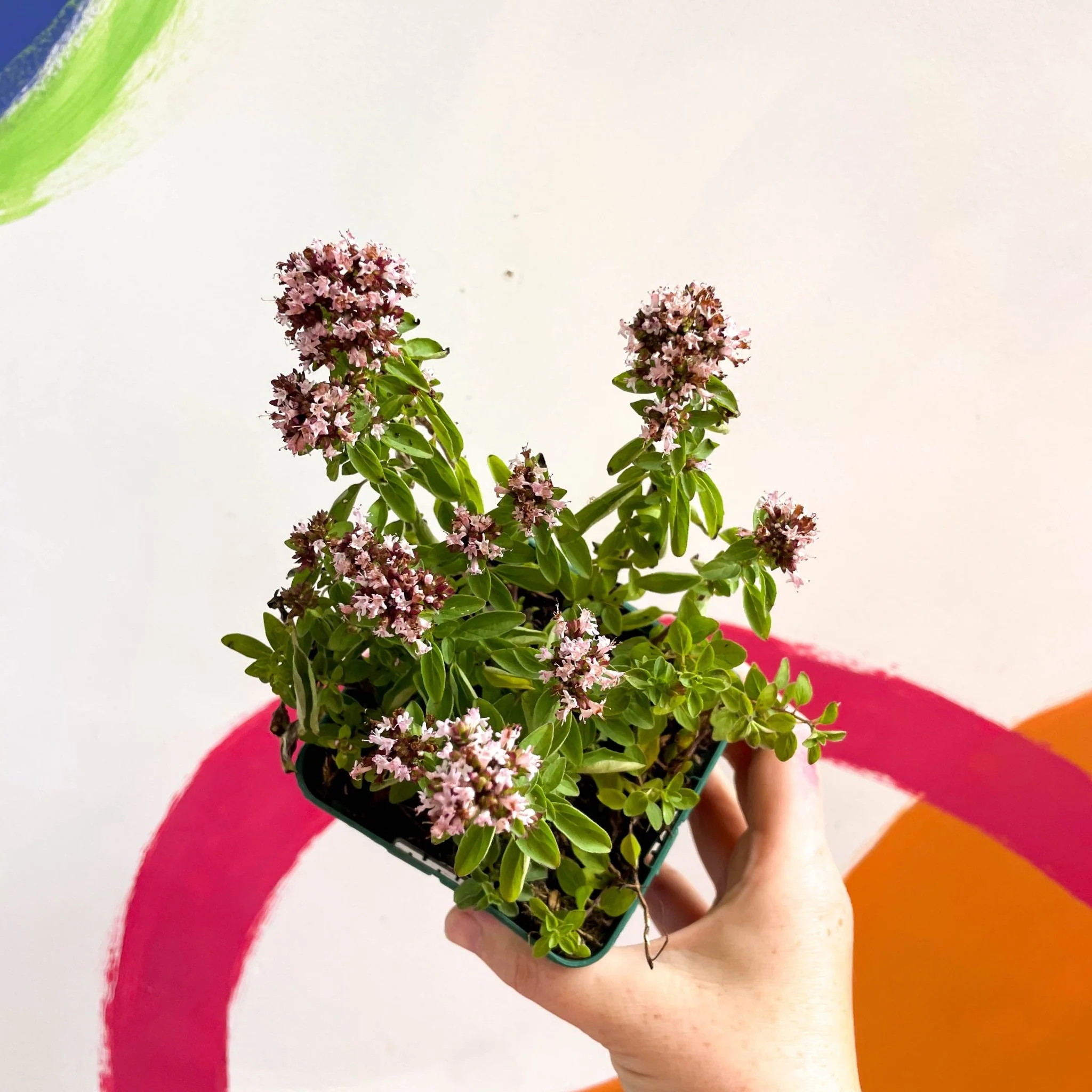 Compact Marjoram - Origanum vulgare compactum - Cotswolds Grown Culinary Herbs - Image 2