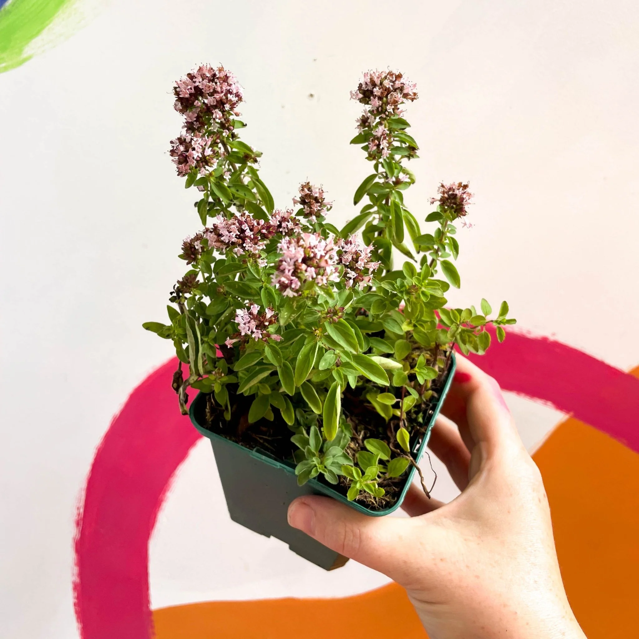 Compact Marjoram - Origanum vulgare compactum - Cotswolds Grown Culinary Herbs - Image 3