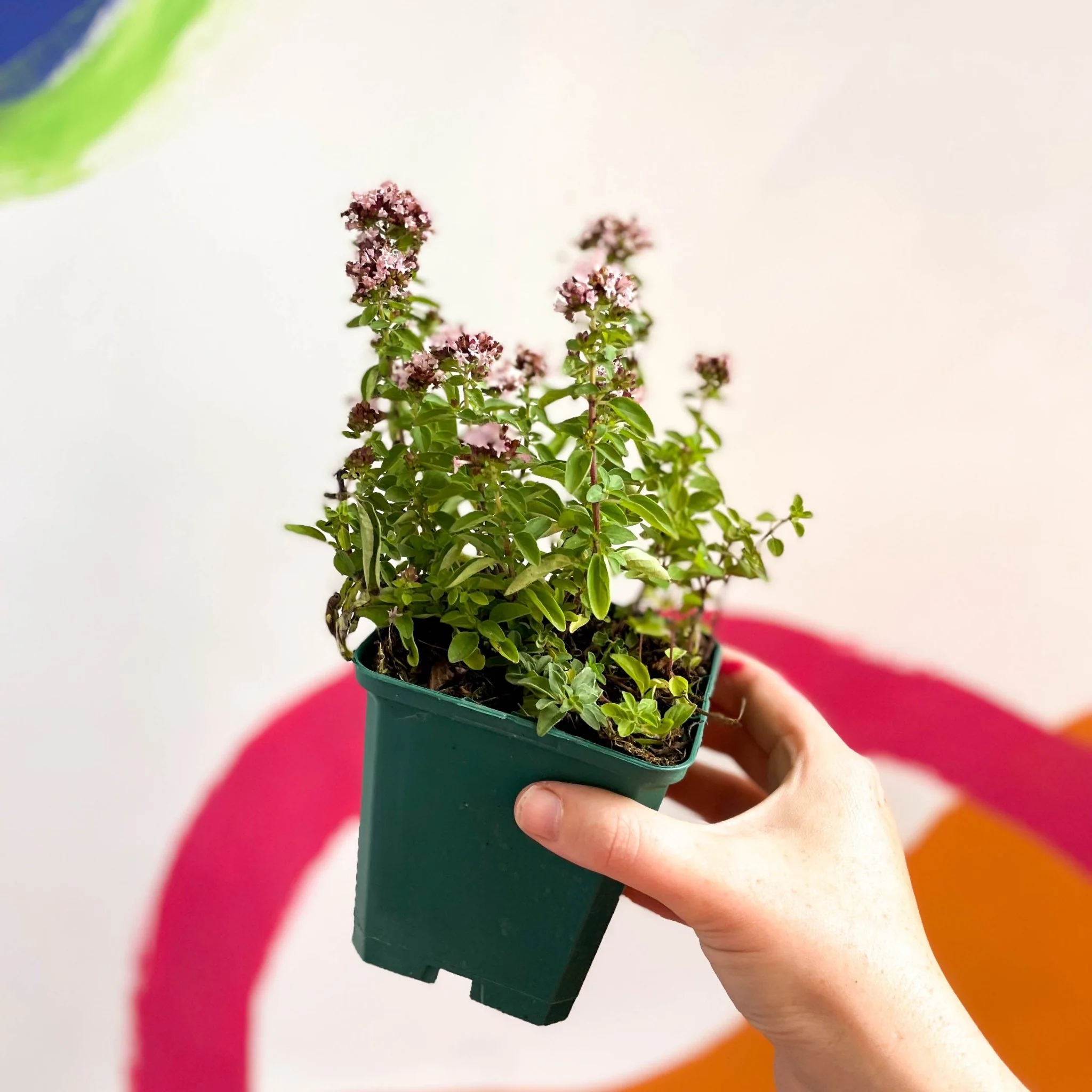 Compact Marjoram - Origanum vulgare compactum - Cotswolds Grown Culinary Herbs - Image 4