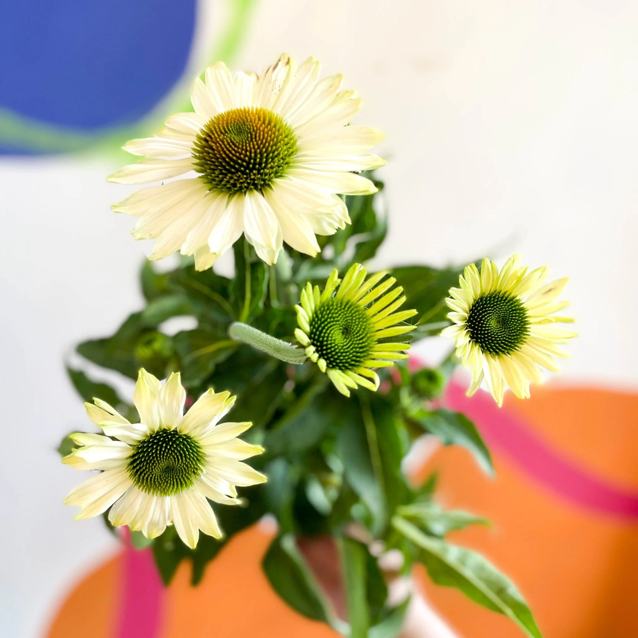 Echinacea purpurea 'White' - Coneflower