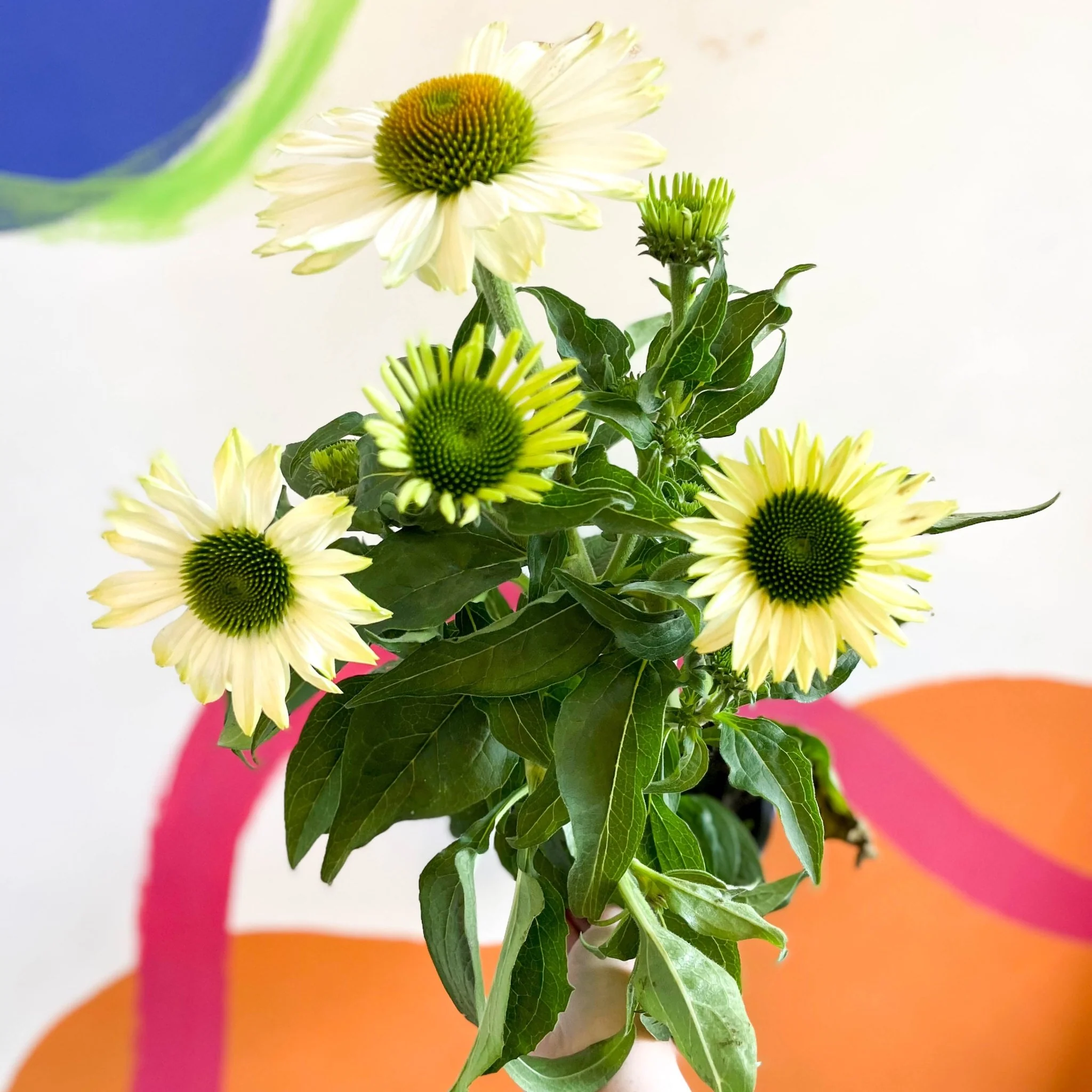 Echinacea purpurea 'White' - Coneflower - Image 2