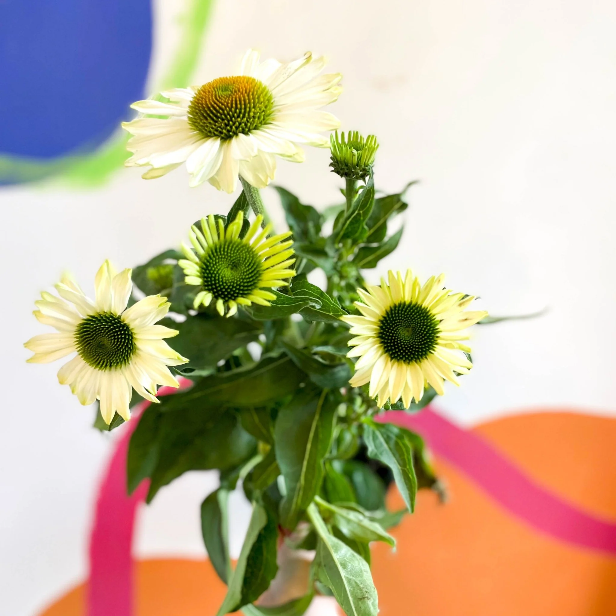 Echinacea purpurea 'White' - Coneflower - Image 3