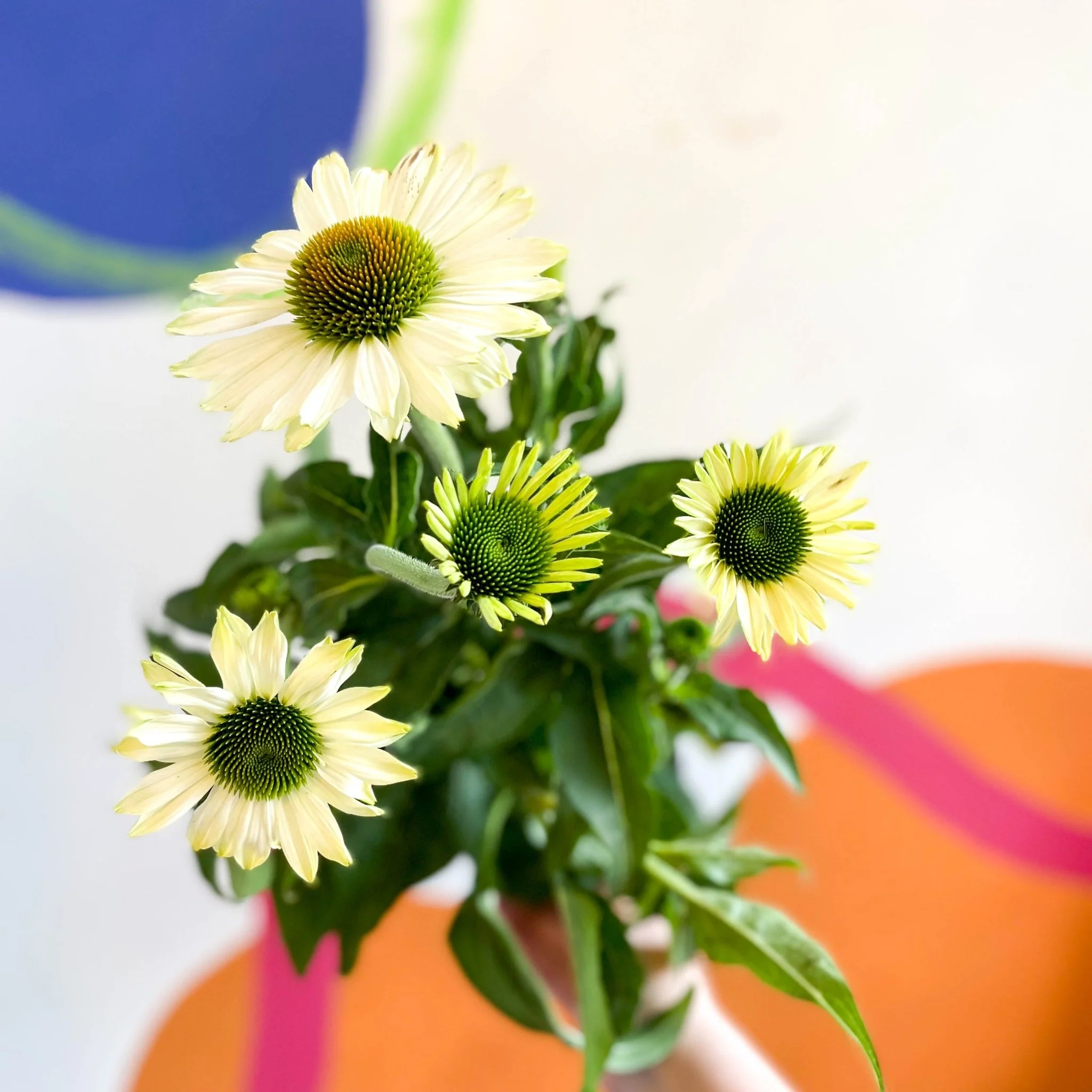 Echinacea purpurea 'White' - Coneflower - Image 4