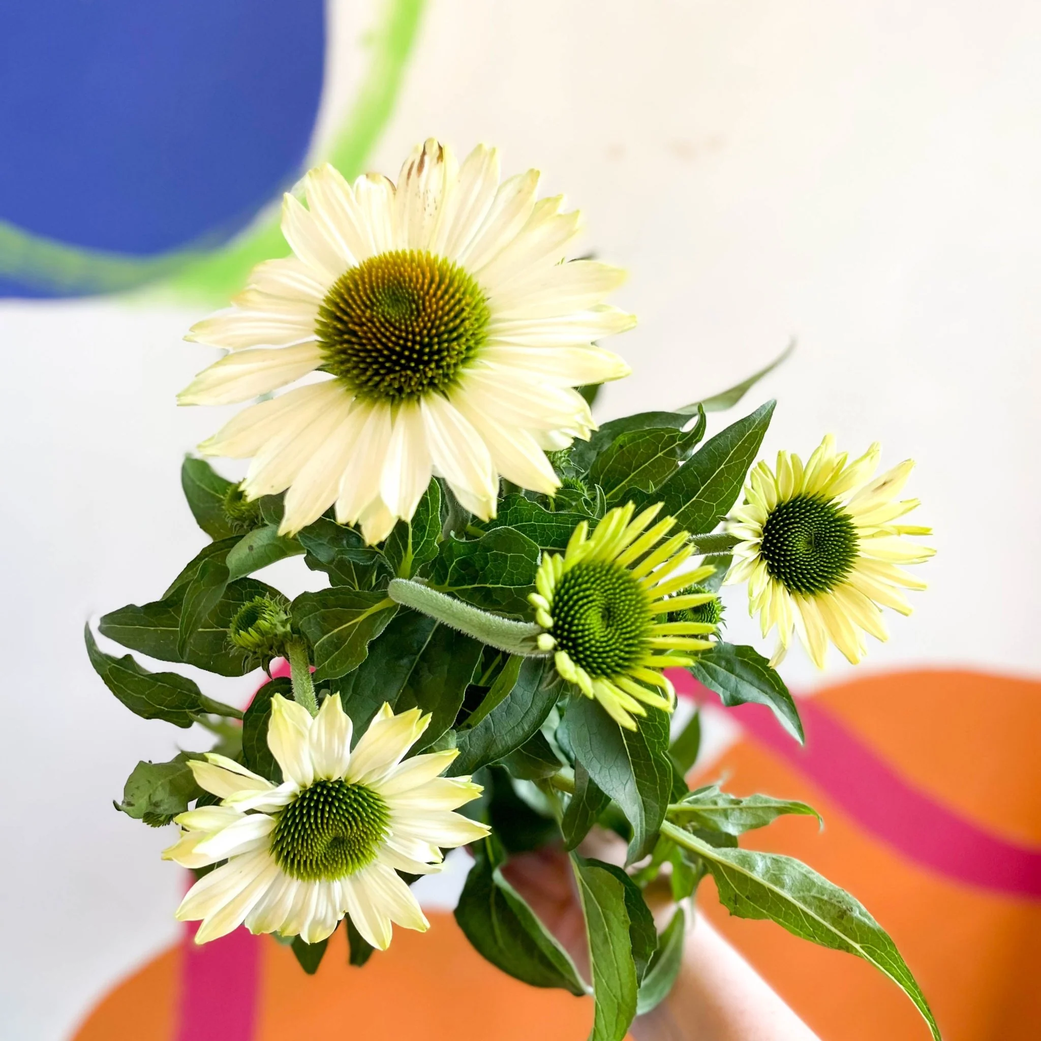 Echinacea purpurea 'White' - Coneflower - Image 5
