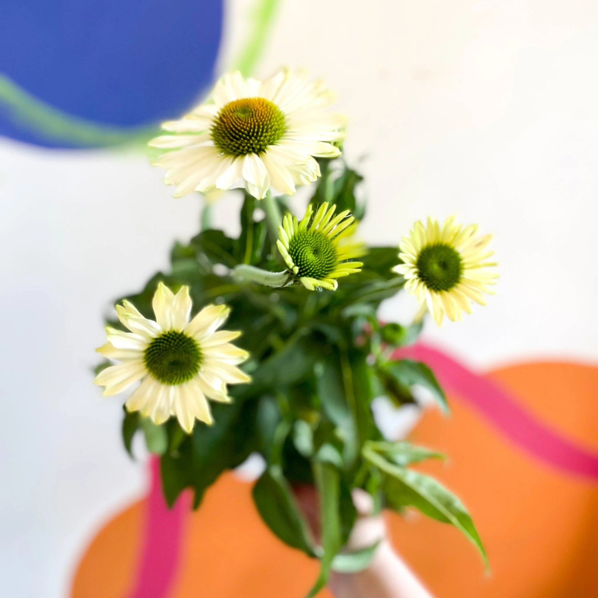 Echinacea purpurea 'White' - Coneflower - Image 6