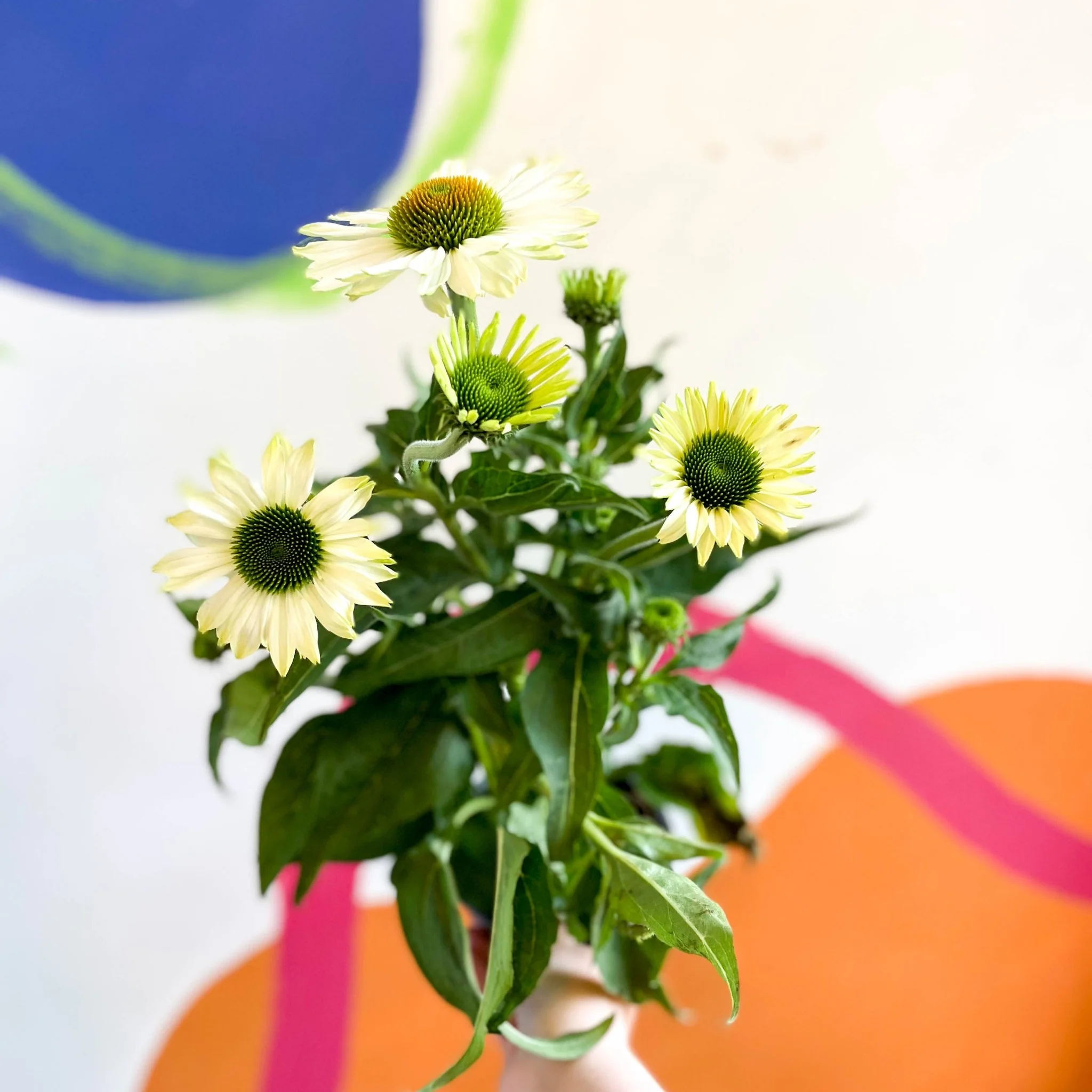 Echinacea purpurea 'White' - Coneflower - Image 7