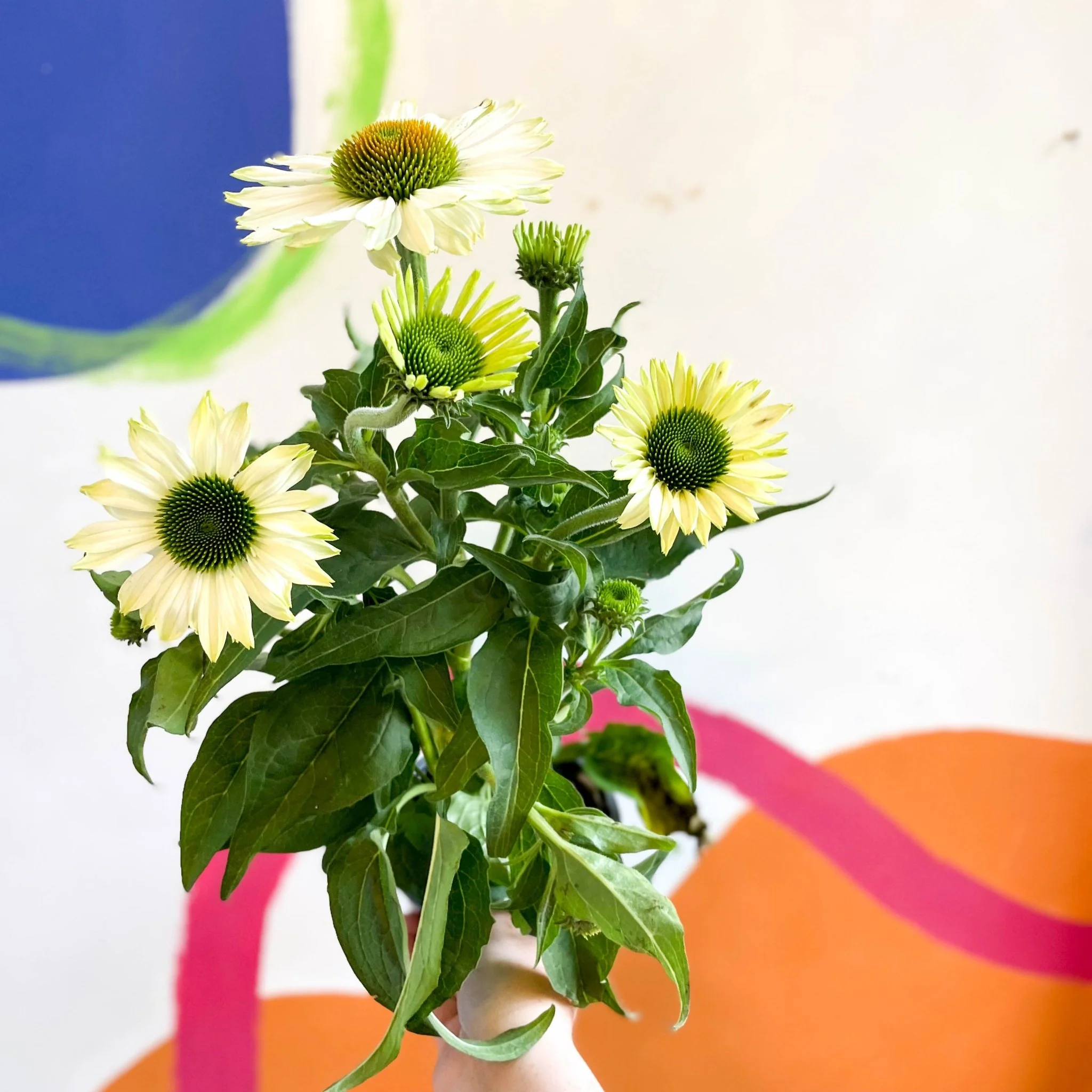 Echinacea purpurea 'White' - Coneflower - Image 8