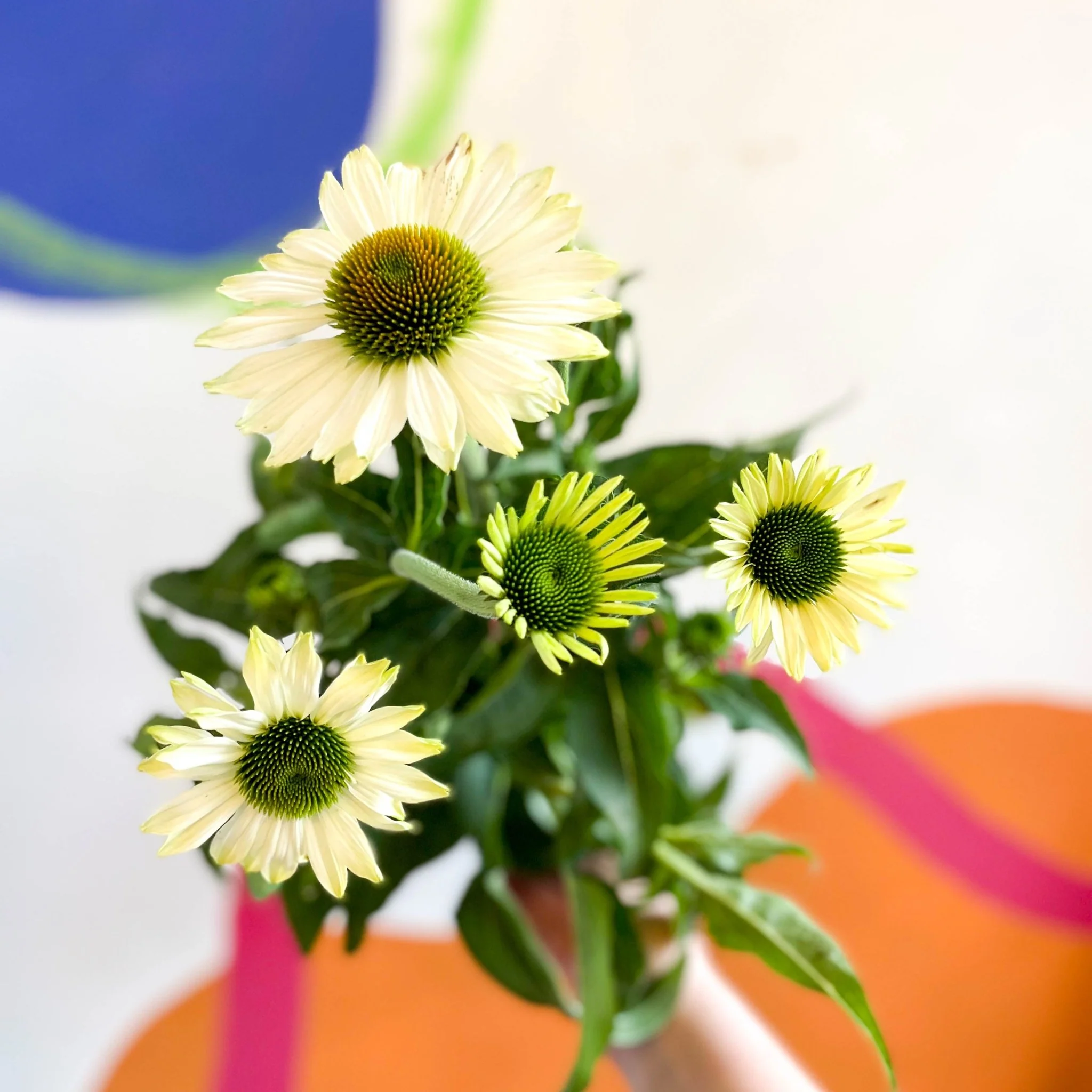 Echinacea purpurea 'White' - Coneflower - Image 9