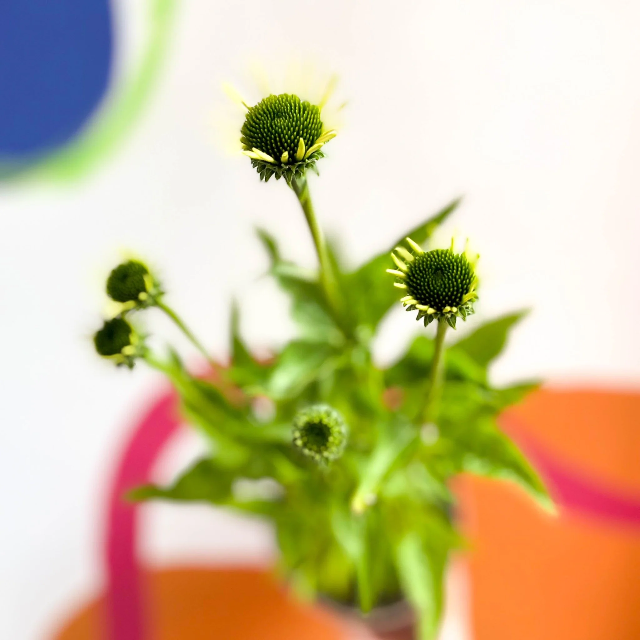 Coneflower - Echinacea purpurea 'White Swan' - Cotswold Grown Perennial - Image 3