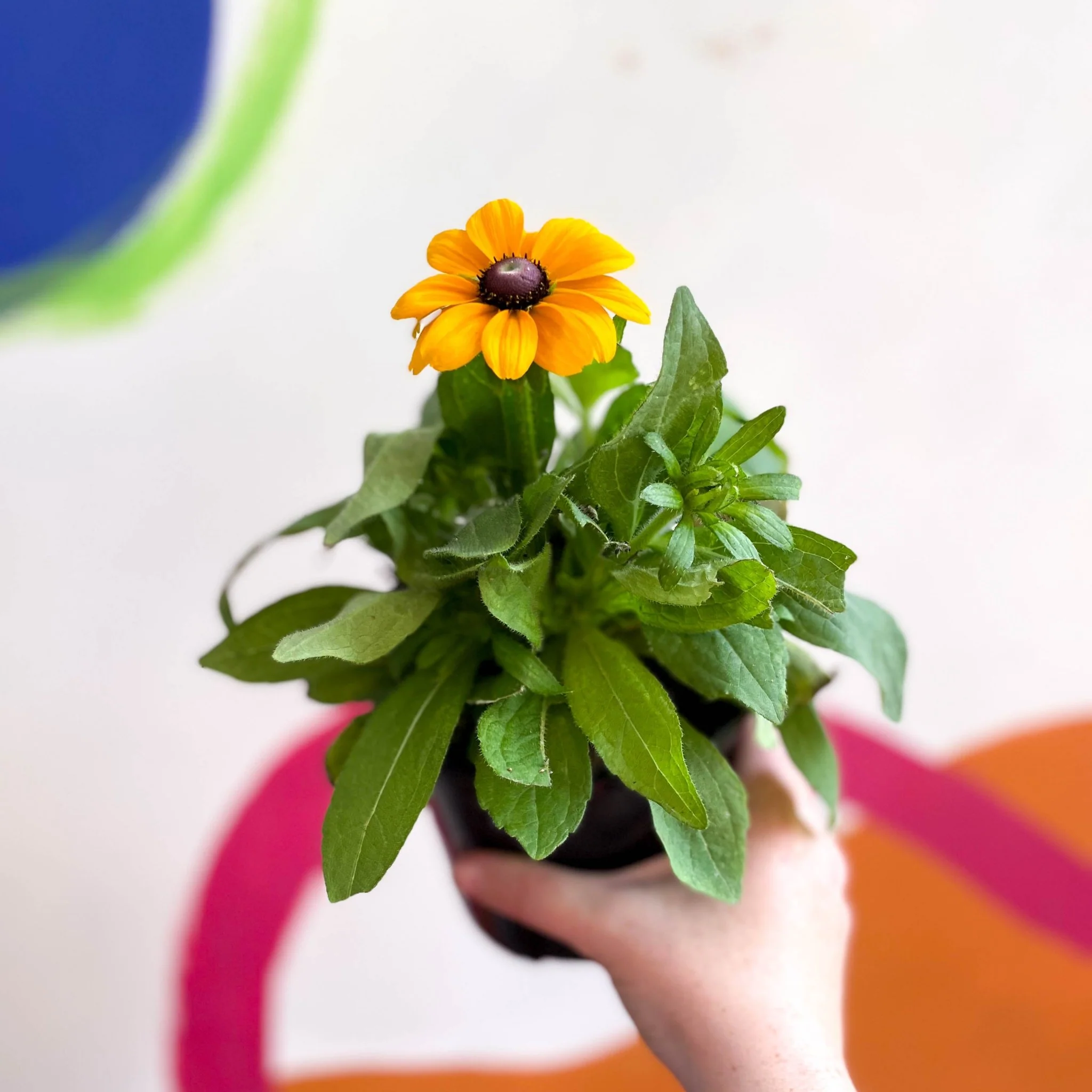 Rudbeckia hirta 'Toto Gold' UK Grown - Coneflower