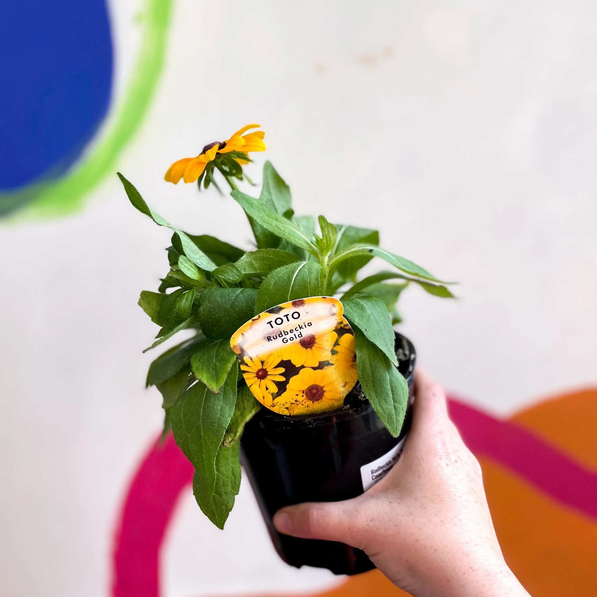 Rudbeckia hirta 'Toto Gold' UK Grown - Coneflower - Image 10