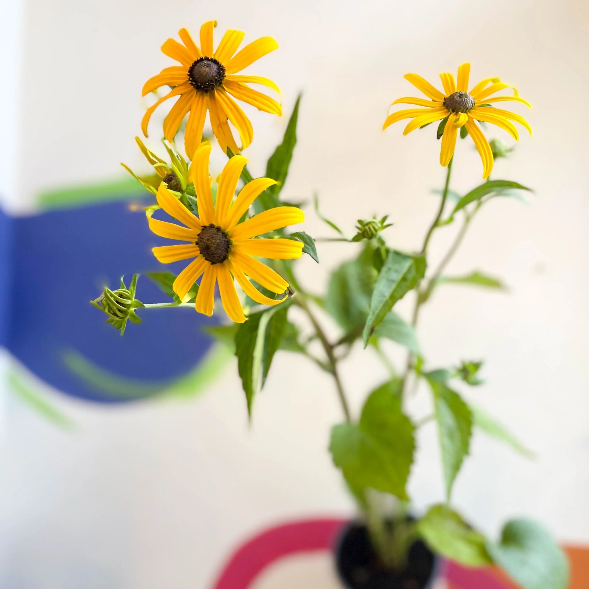 Rudbeckia fulgida var. sullivantii 'Goldsturm' - Coneflower - UK Grown