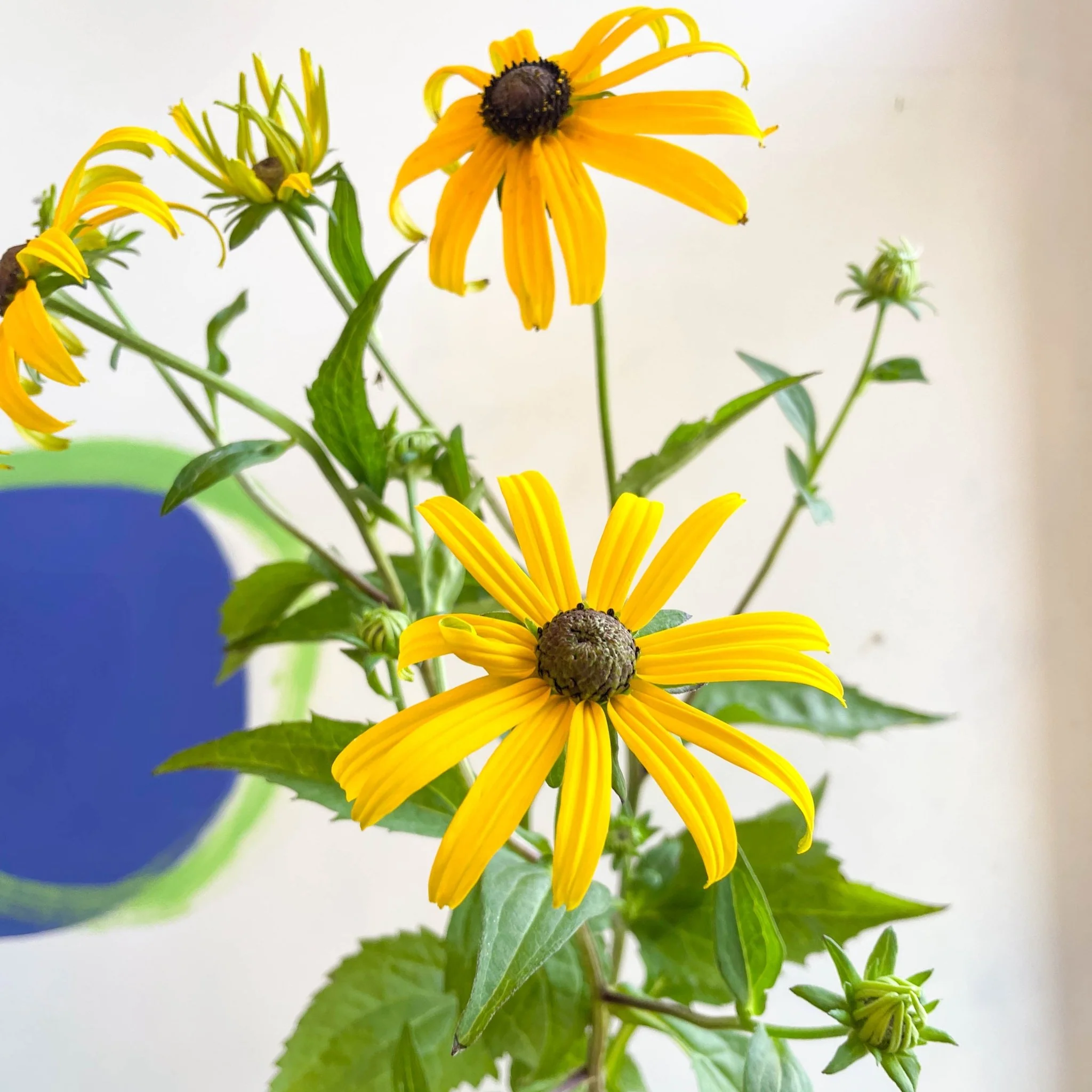Rudbeckia fulgida var. sullivantii 'Goldsturm' - Coneflower - UK Grown - Image 10