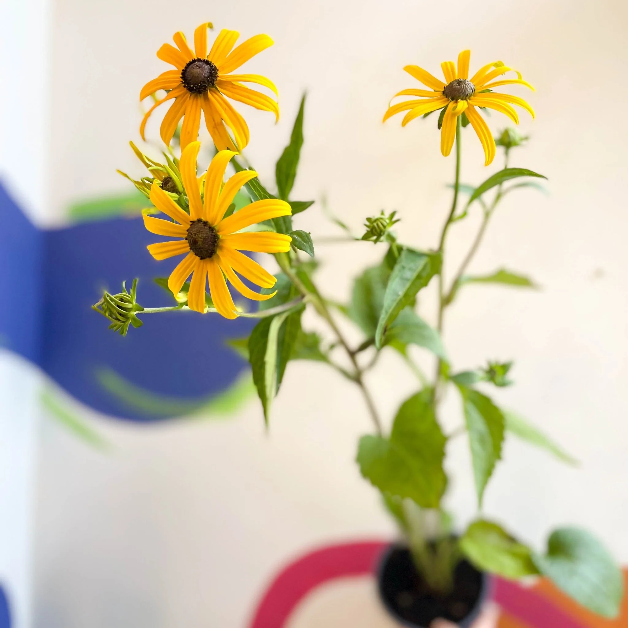 Rudbeckia fulgida var. sullivantii 'Goldsturm' - Coneflower - UK Grown - Image 2