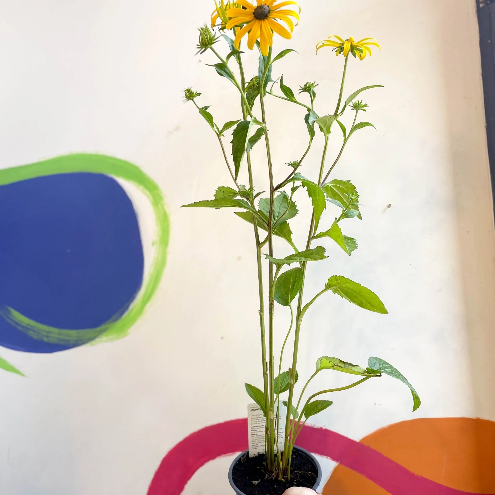 Rudbeckia fulgida var. sullivantii 'Goldsturm' - Coneflower - UK Grown - Image 3