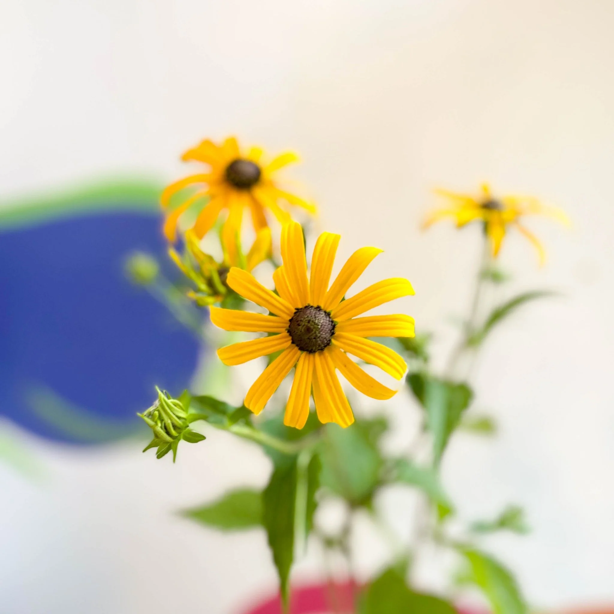 Rudbeckia fulgida var. sullivantii 'Goldsturm' - Coneflower - UK Grown - Image 4