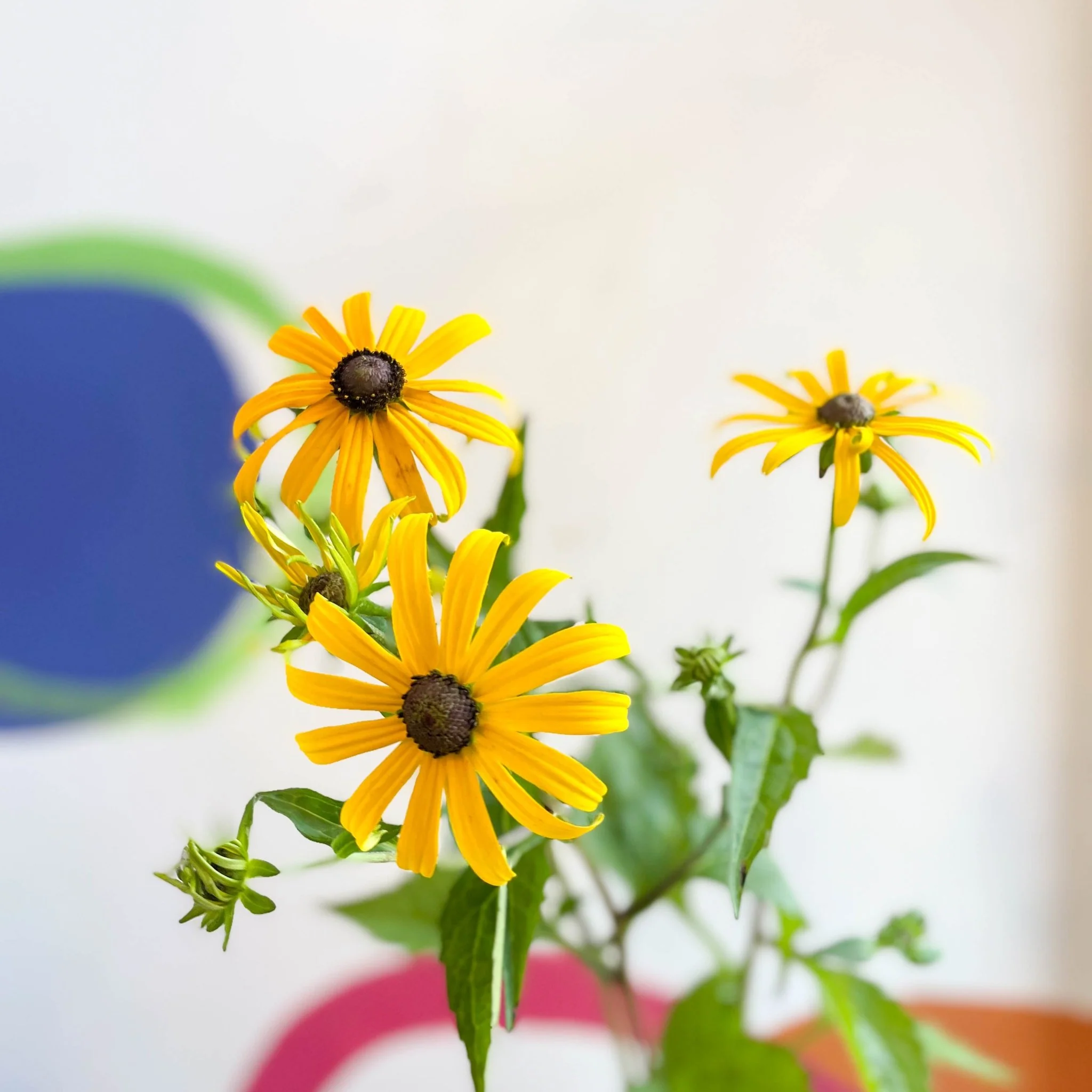 Rudbeckia fulgida var. sullivantii 'Goldsturm' - Coneflower - UK Grown - Image 5