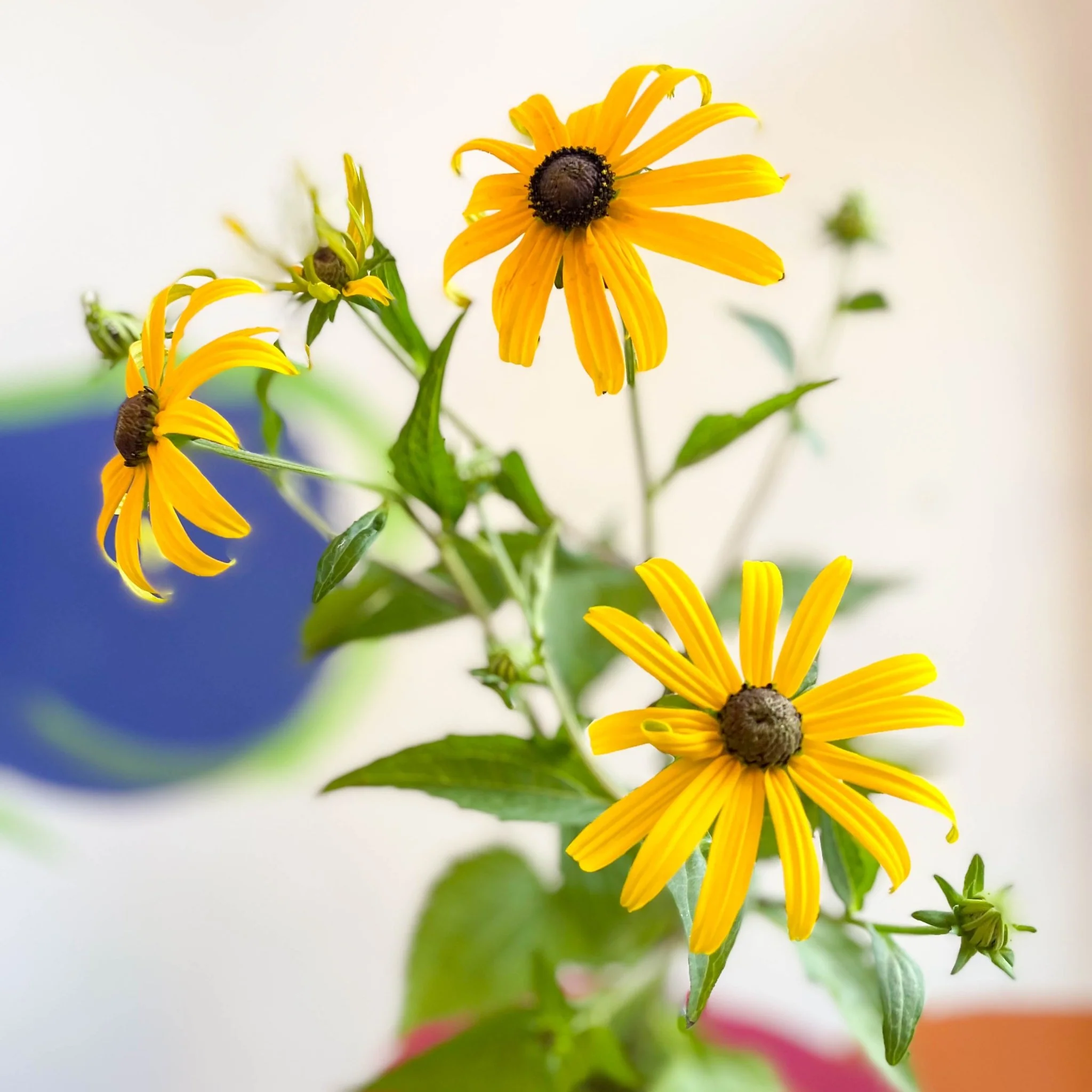 Rudbeckia fulgida var. sullivantii 'Goldsturm' - Coneflower - UK Grown - Image 6