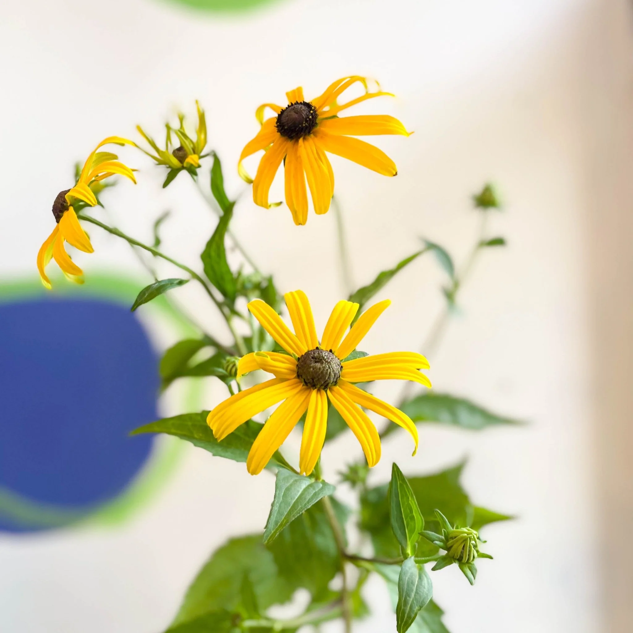 Rudbeckia fulgida var. sullivantii 'Goldsturm' - Coneflower - UK Grown - Image 7
