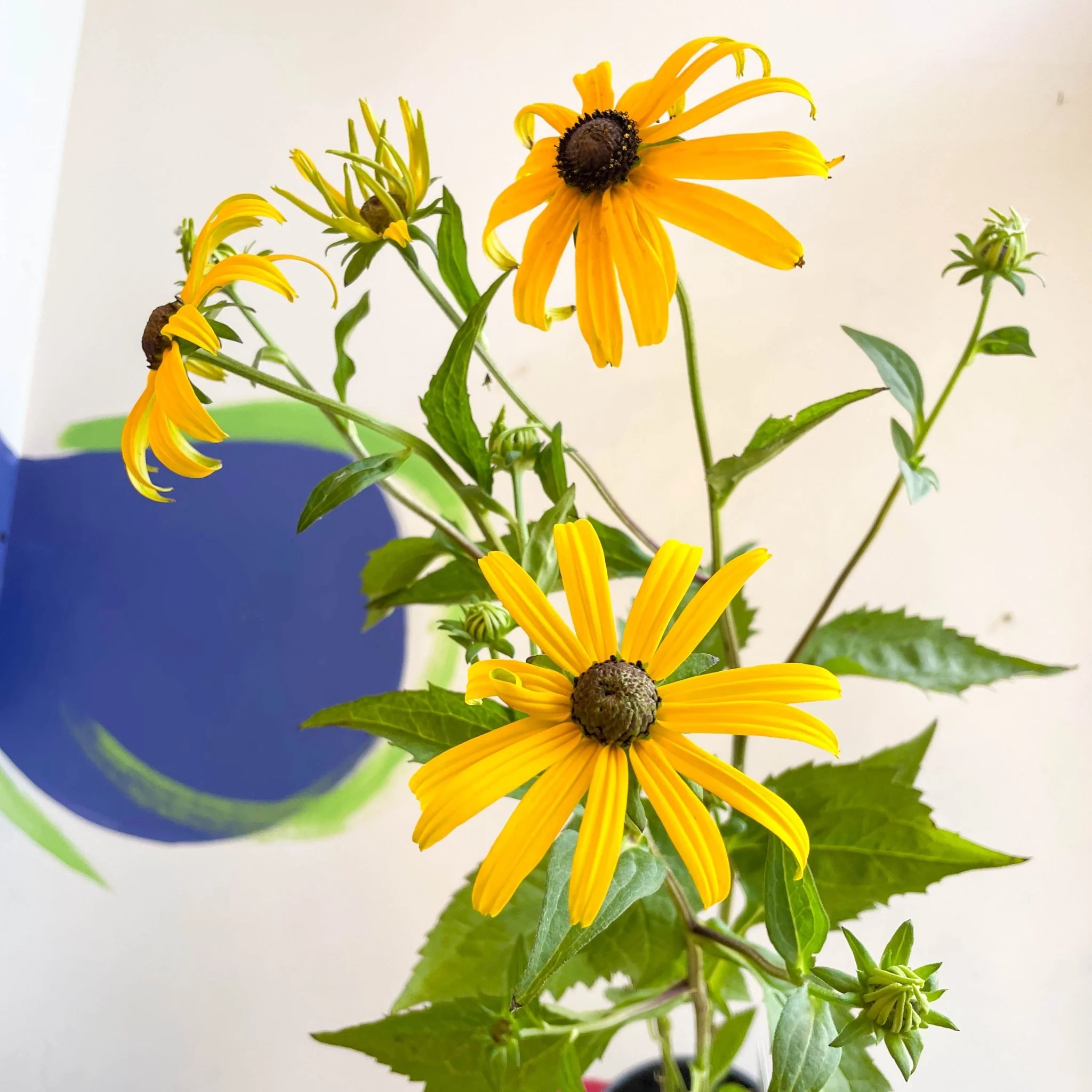 Rudbeckia fulgida var. sullivantii 'Goldsturm' - Coneflower - UK Grown - Image 8