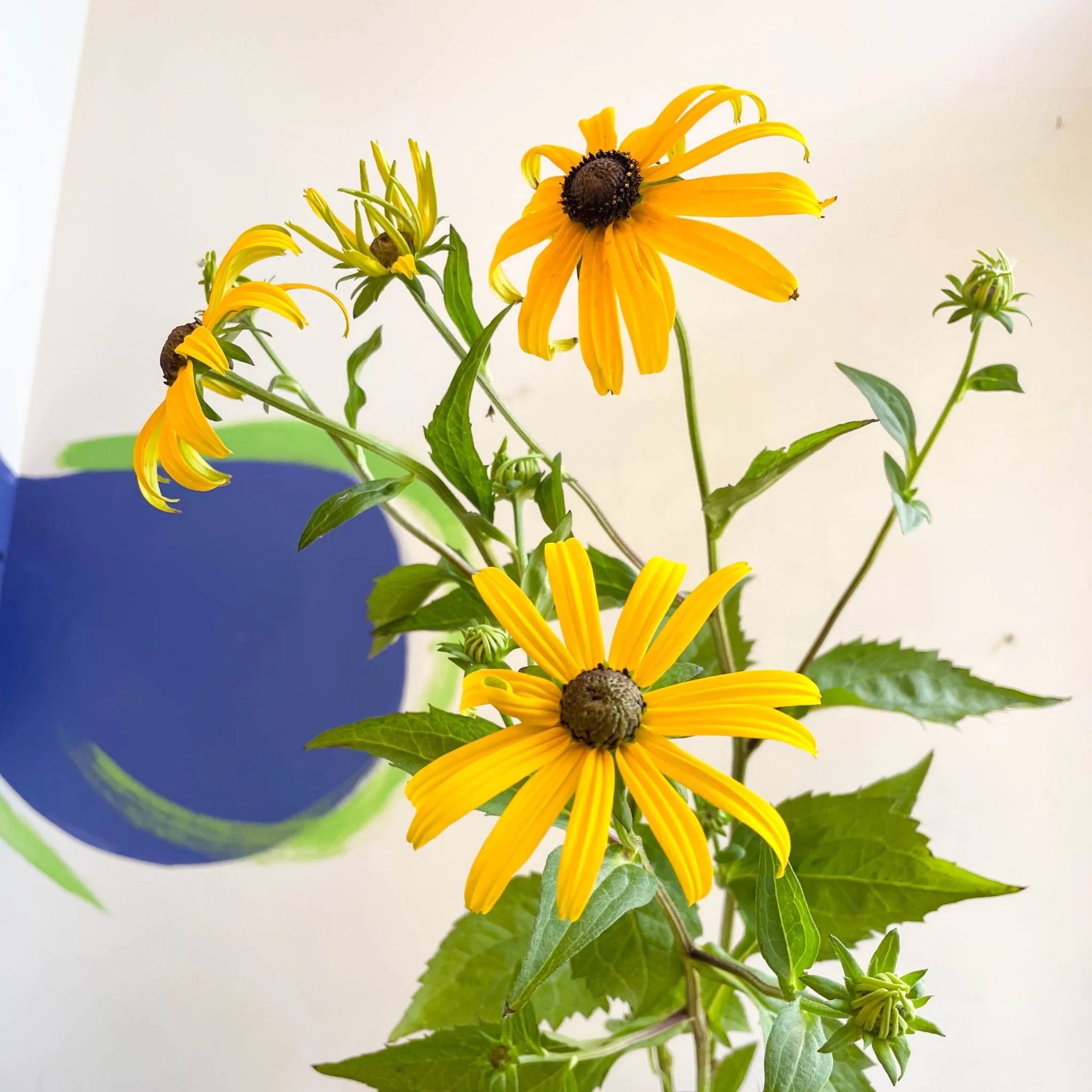Rudbeckia fulgida var. sullivantii 'Goldsturm' - Coneflower - UK Grown - Image 9