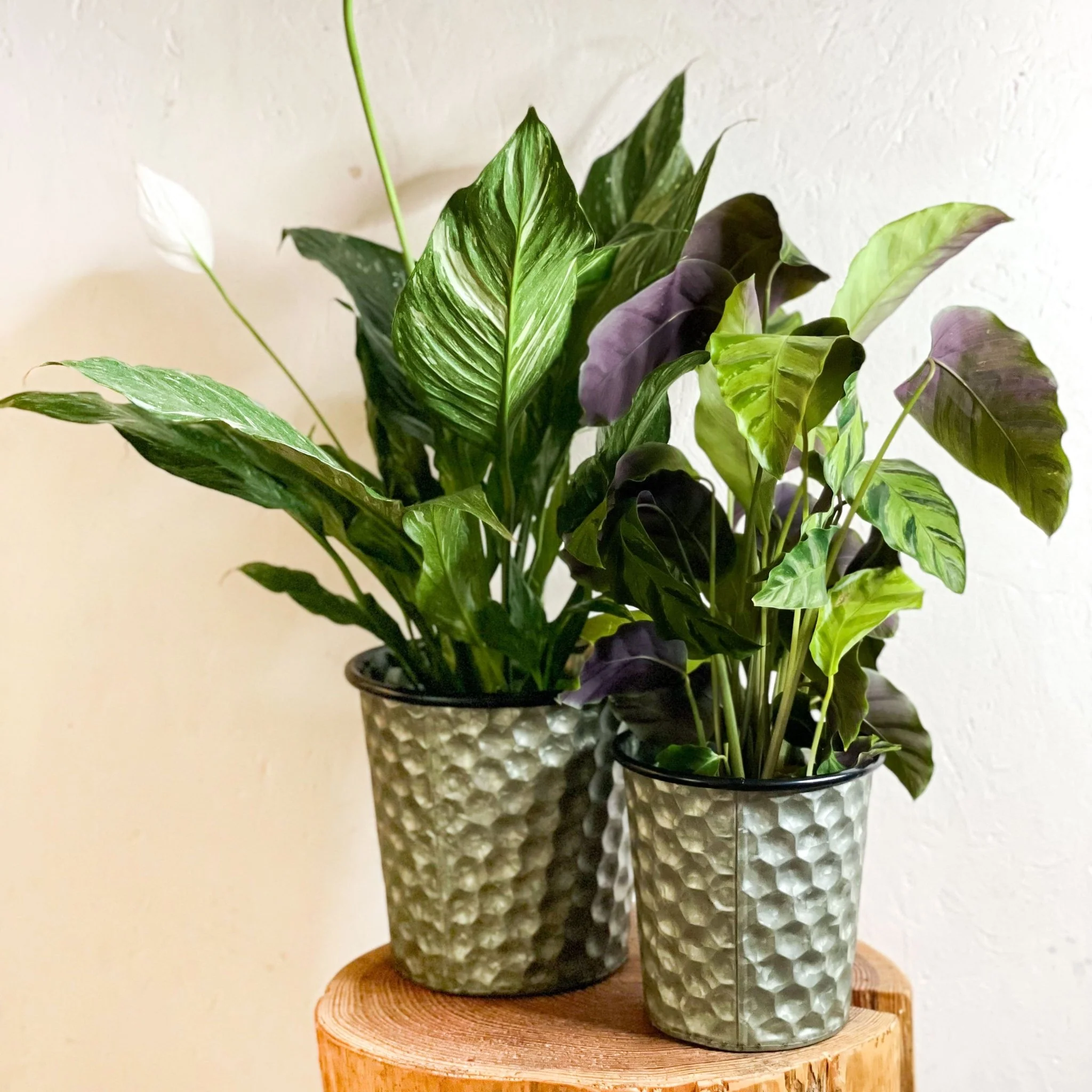 Hexagonal Zinc Metal Planter