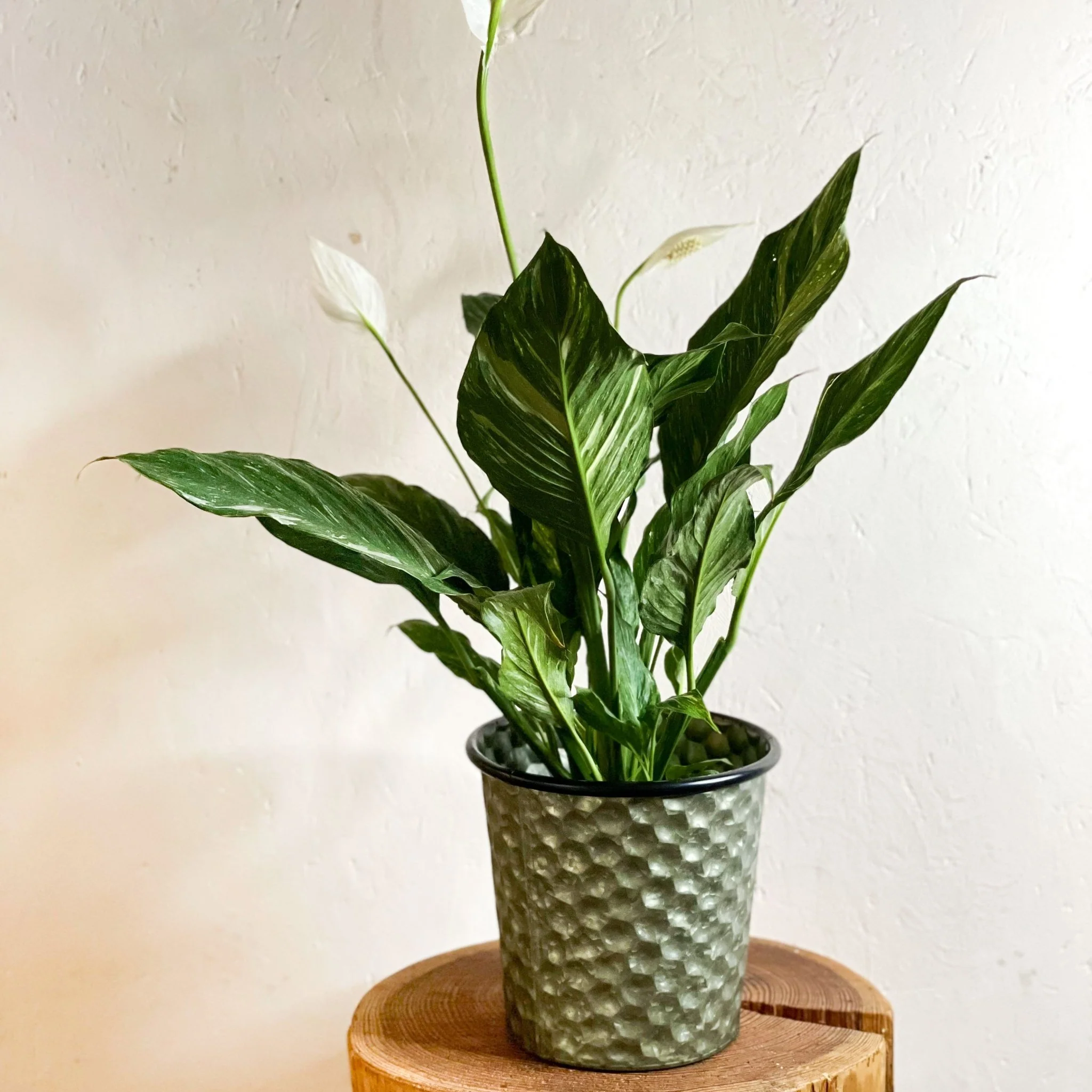 Hexagonal Zinc Metal Planter - Image 4