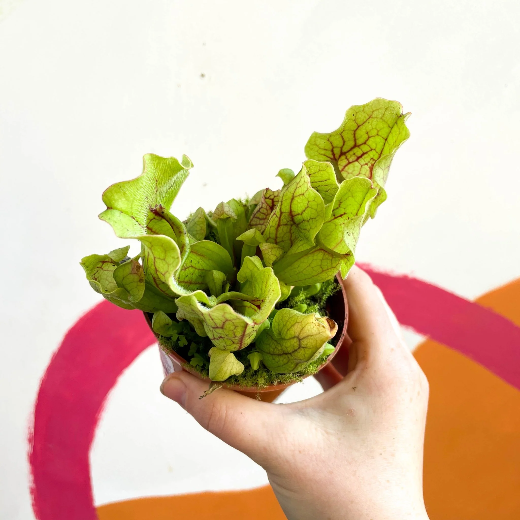 Conspicuously Veined Pitcher Plant - Sarracenia purpurea venosa