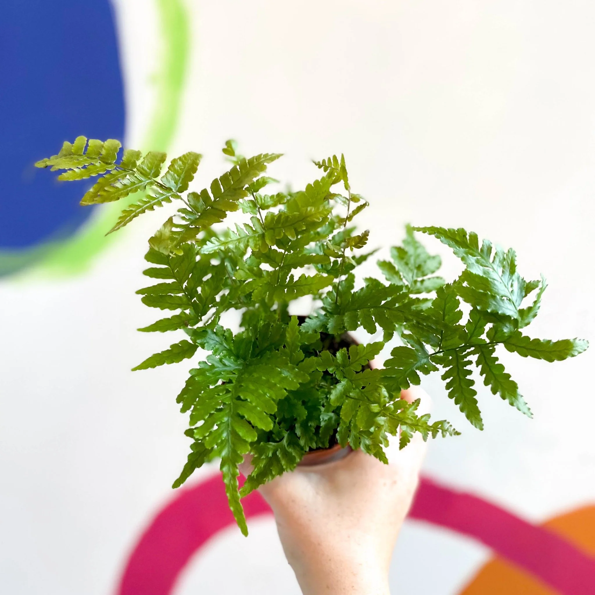 Copper Shield Fern - Dryopteris erythrosora
