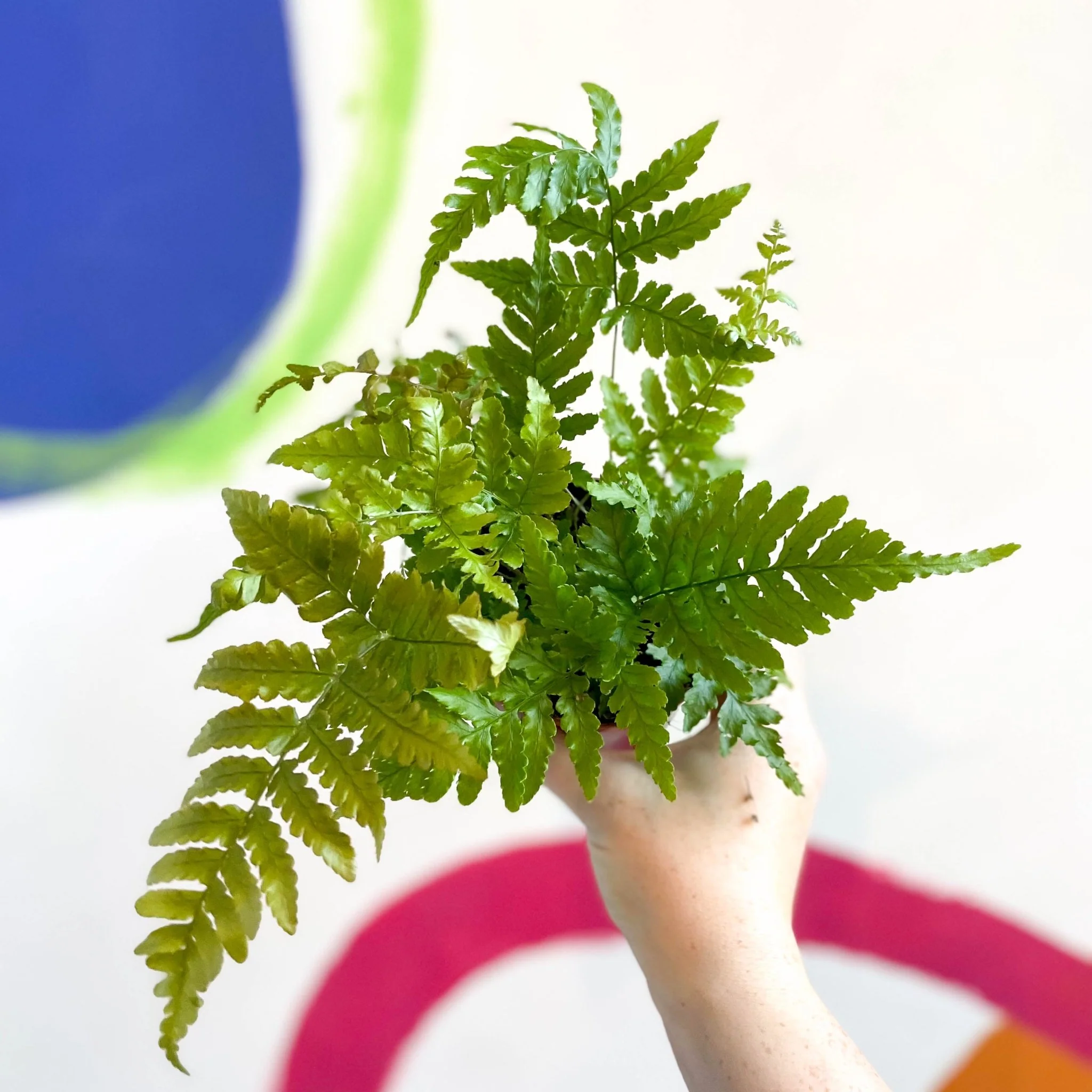 Copper Shield Fern - Dryopteris erythrosora - Image 2