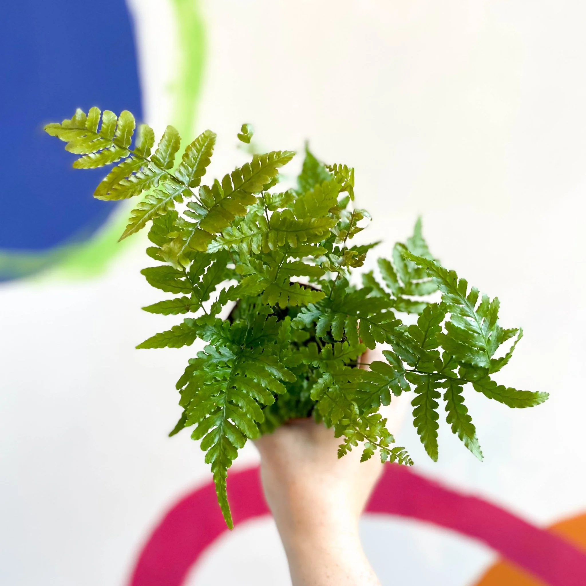 Copper Shield Fern - Dryopteris erythrosora - Image 3