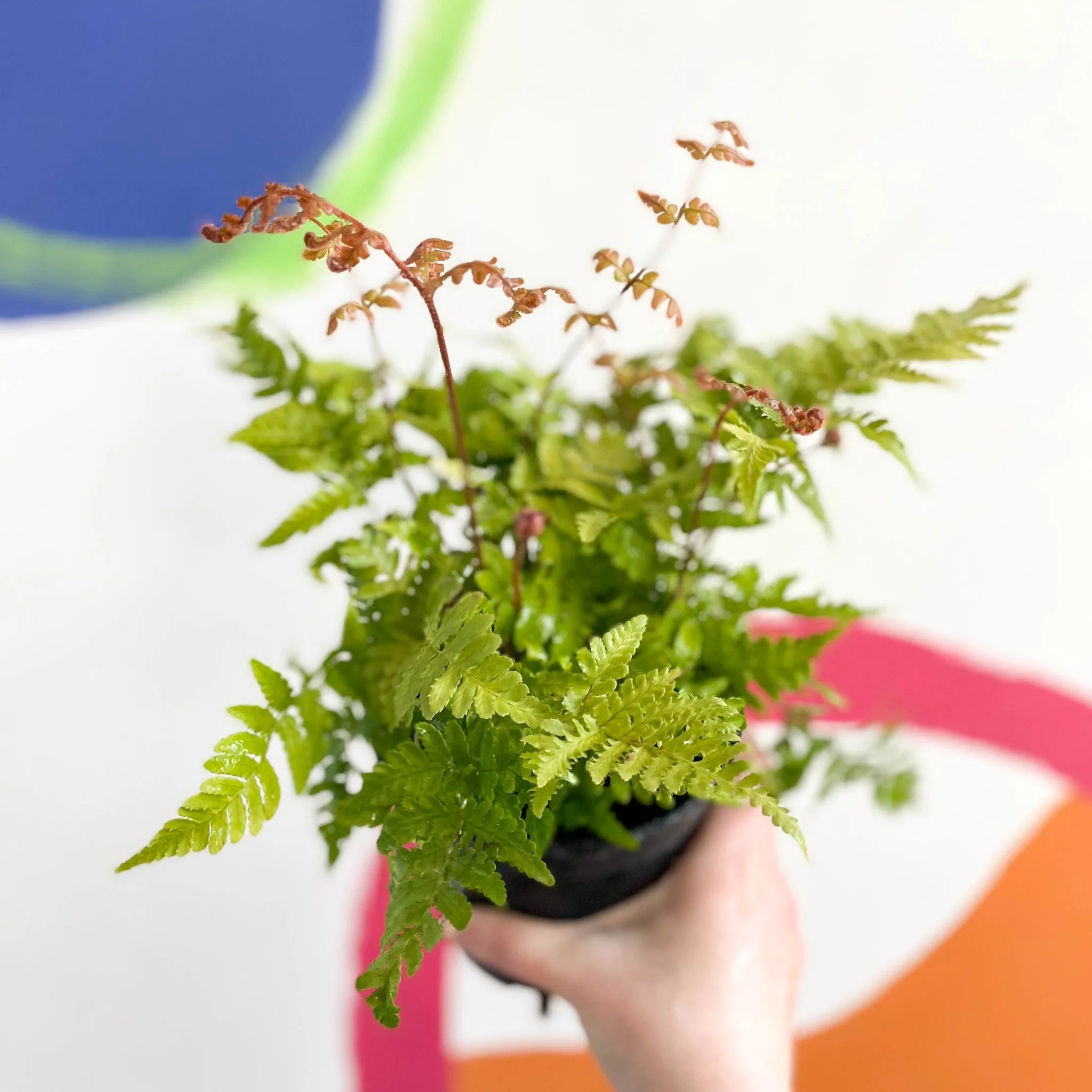 Copper Shield Fern - Dryopteris erythrosora - British Grown - Hardy Semi Evergreen Fern