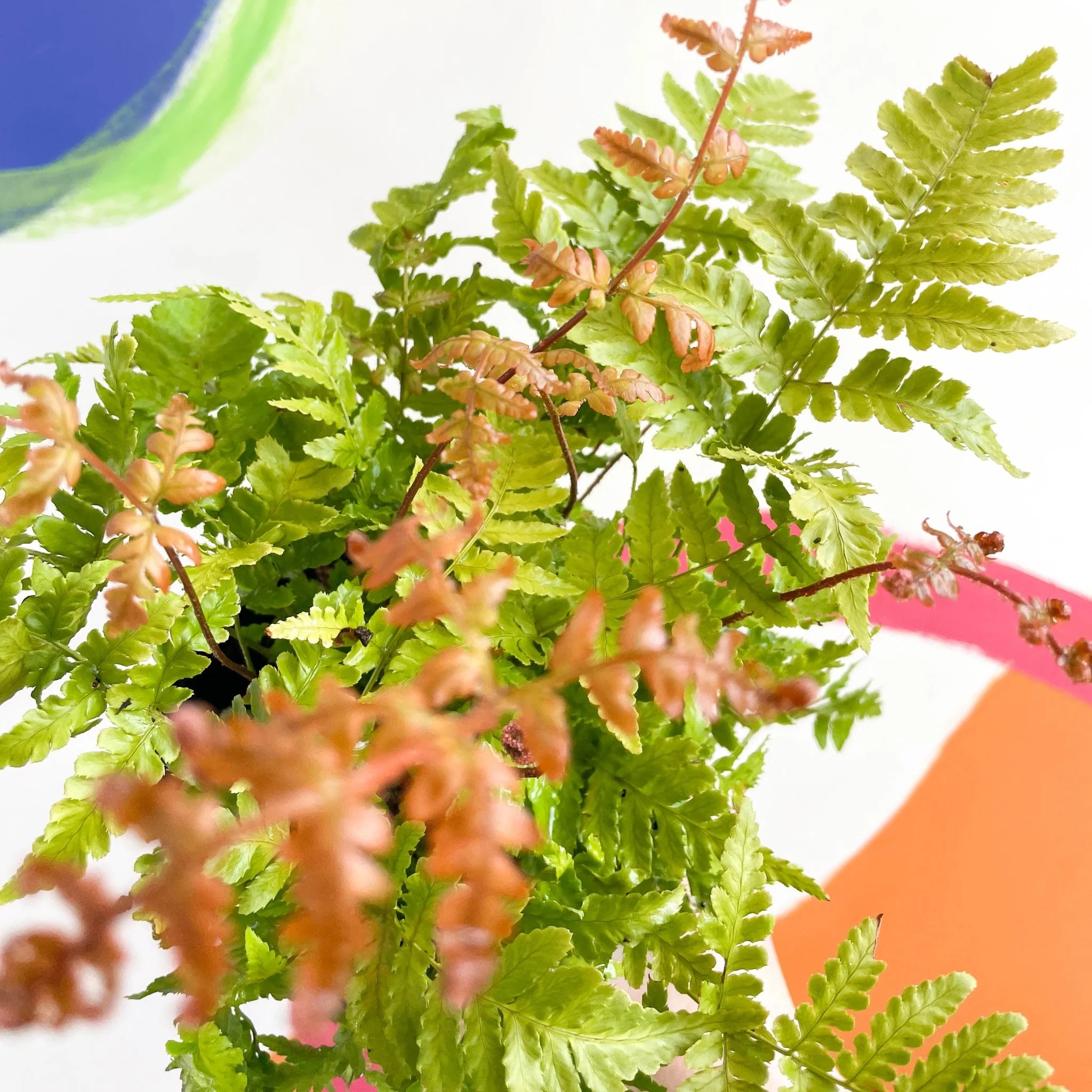 Copper Shield Fern - Dryopteris erythrosora - British Grown - Hardy Semi Evergreen Fern - Image 2