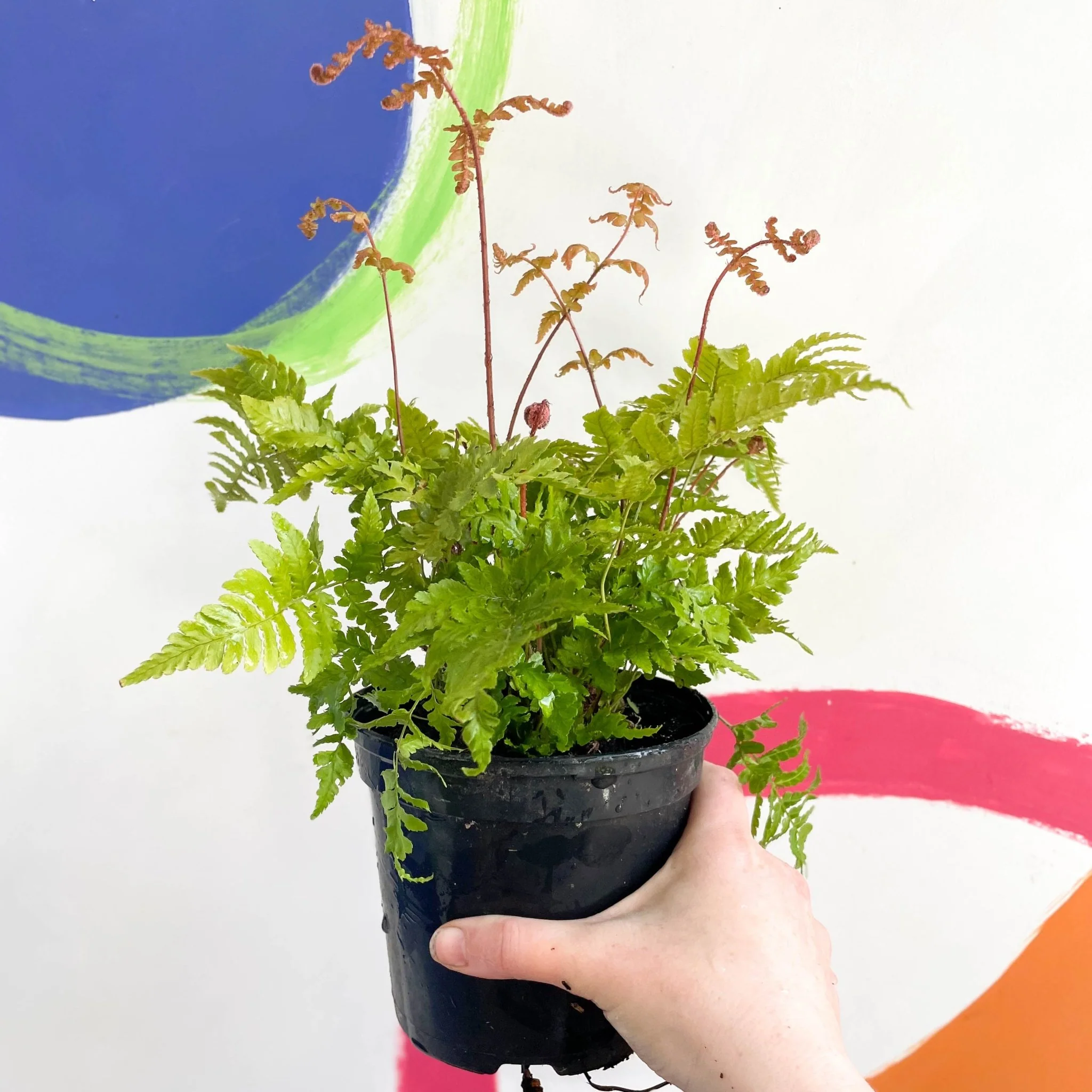 Copper Shield Fern - Dryopteris erythrosora - British Grown - Hardy Semi Evergreen Fern - Image 3