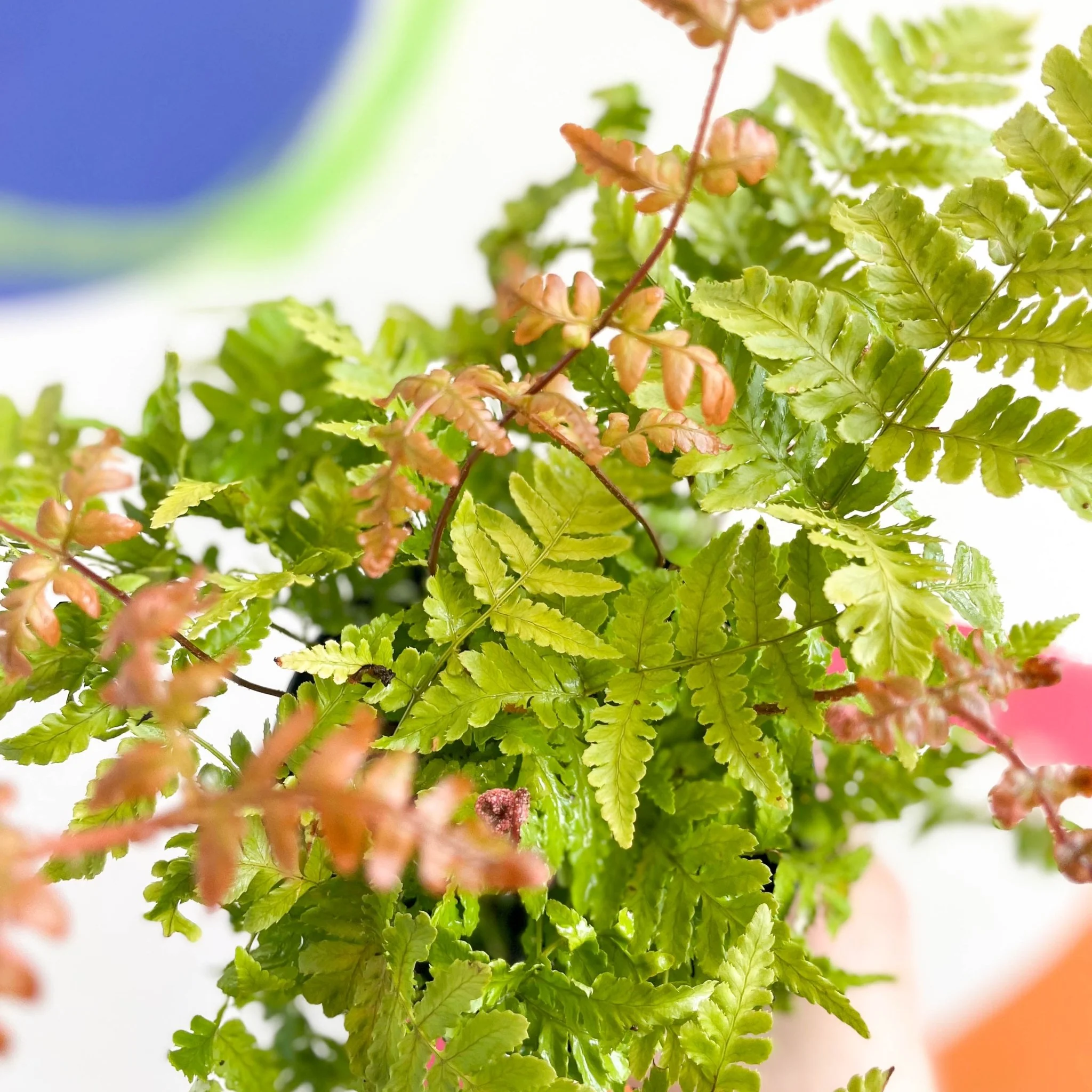 Copper Shield Fern - Dryopteris erythrosora - British Grown - Hardy Semi Evergreen Fern - Image 4