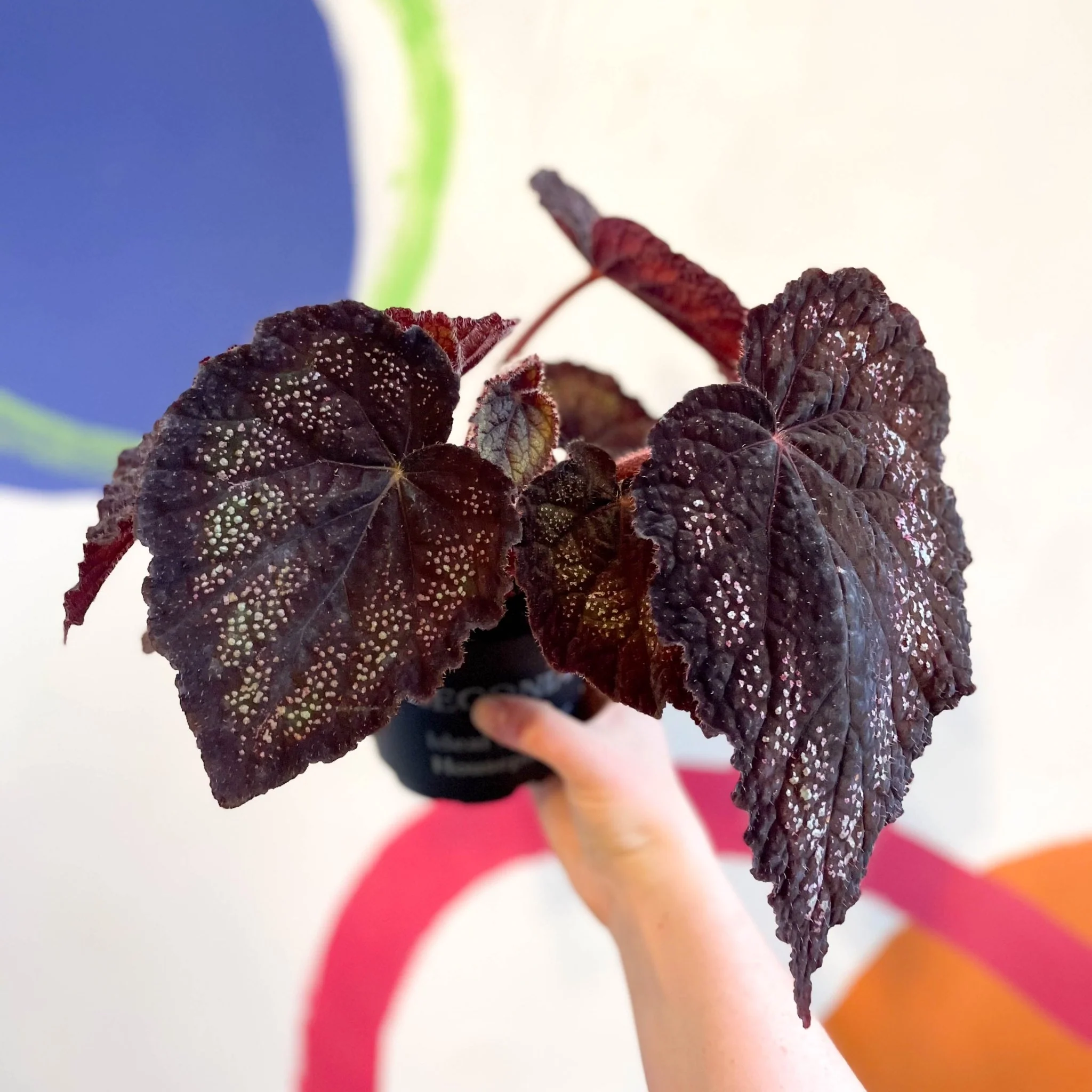 Begonia rex 'Black Knight' - Welsh Grown